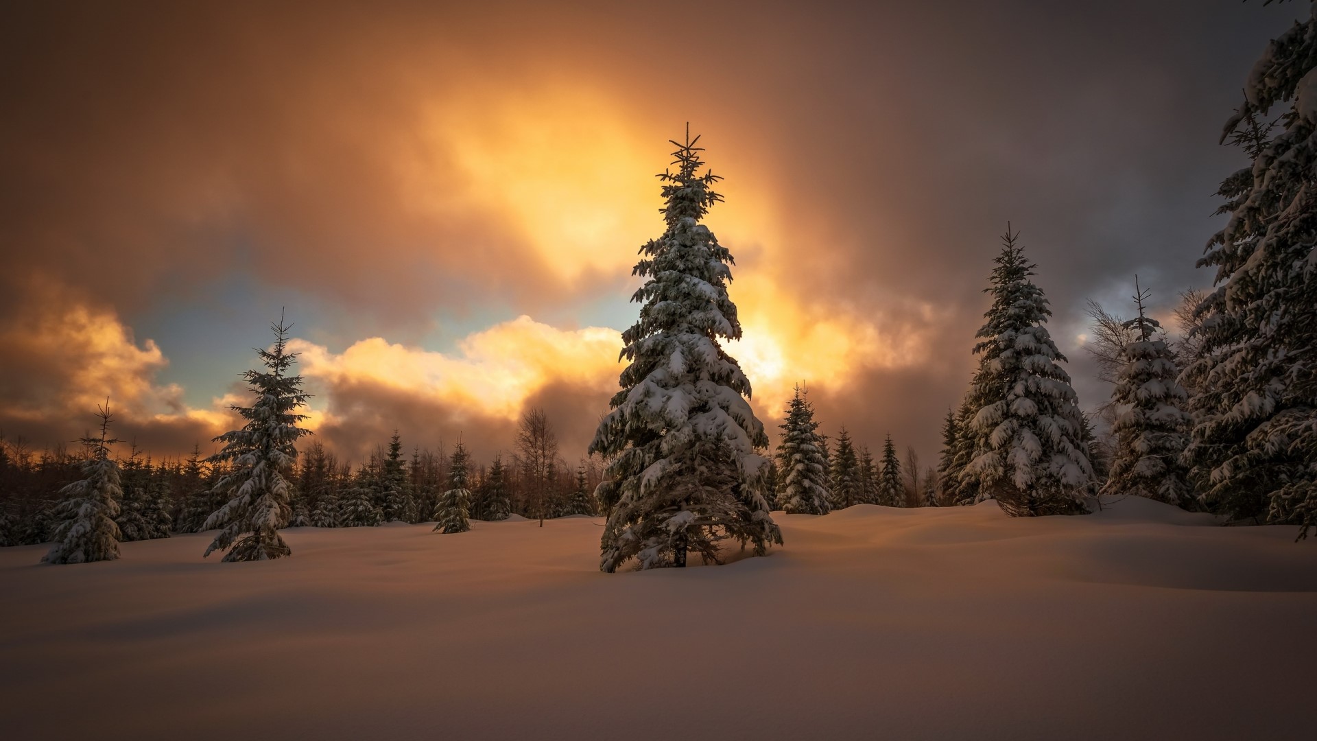 Snowy forest with dramatic sunset clouds HD Wallpaper