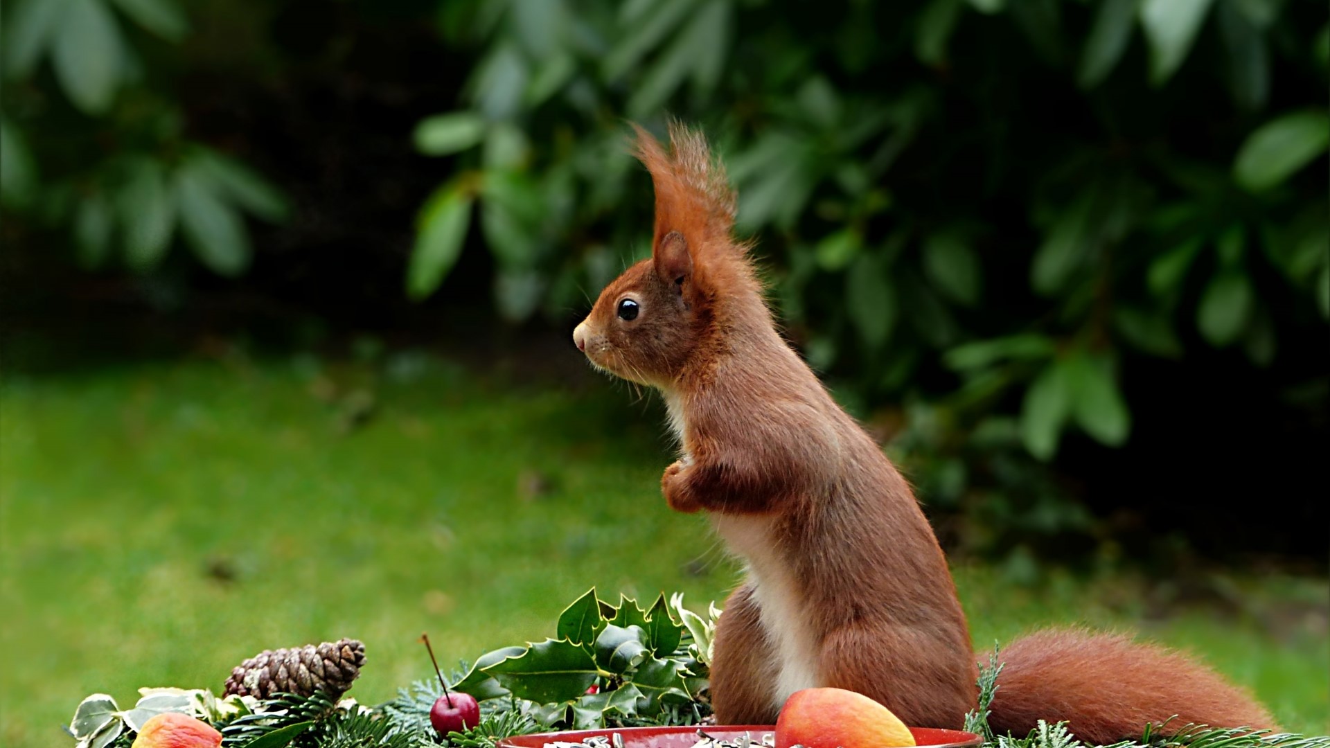 Red squirrel on a table with fruit and pinecone HD Wallpaper