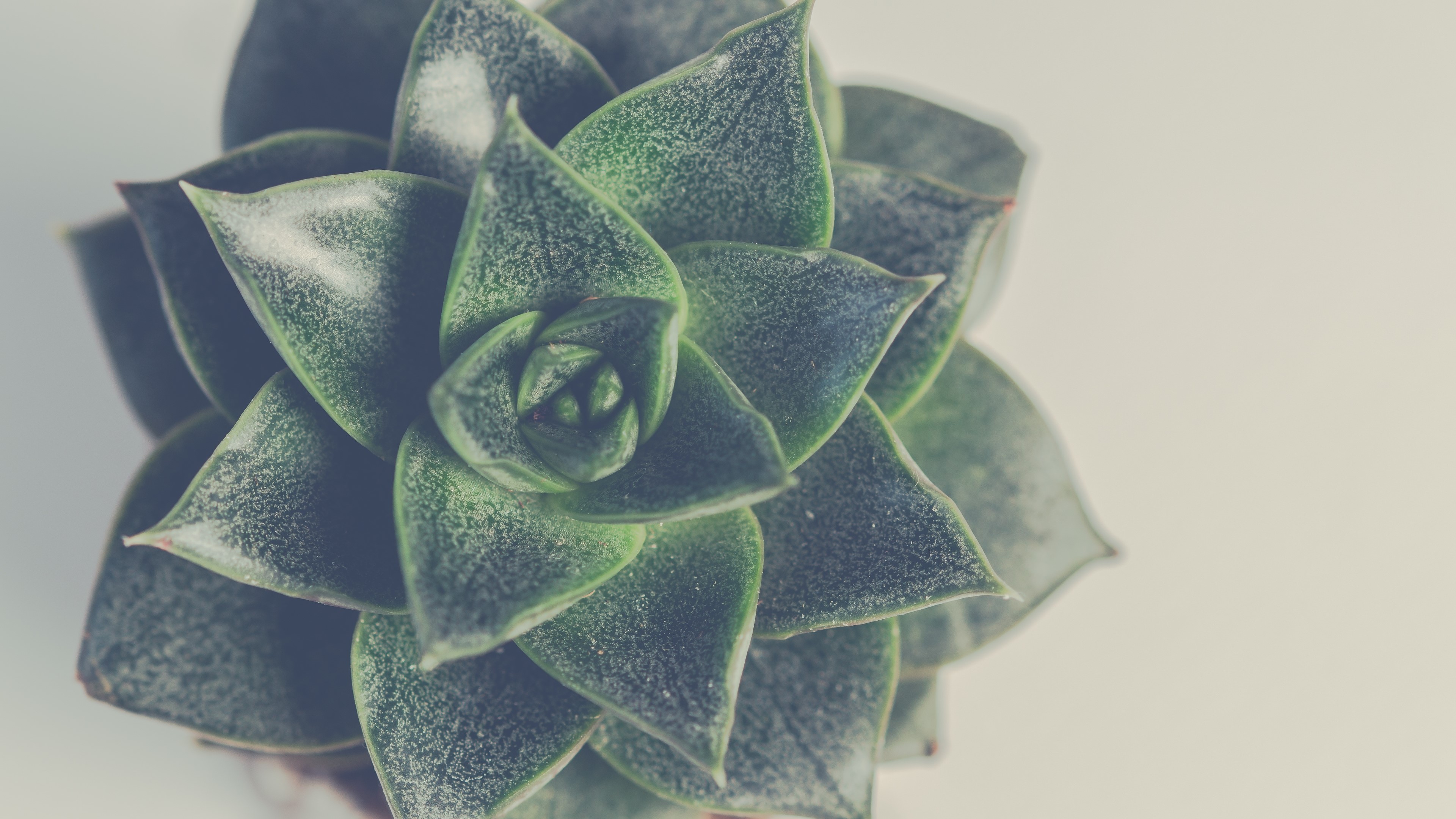 4K Green Succulent Plant HD Wallpaper