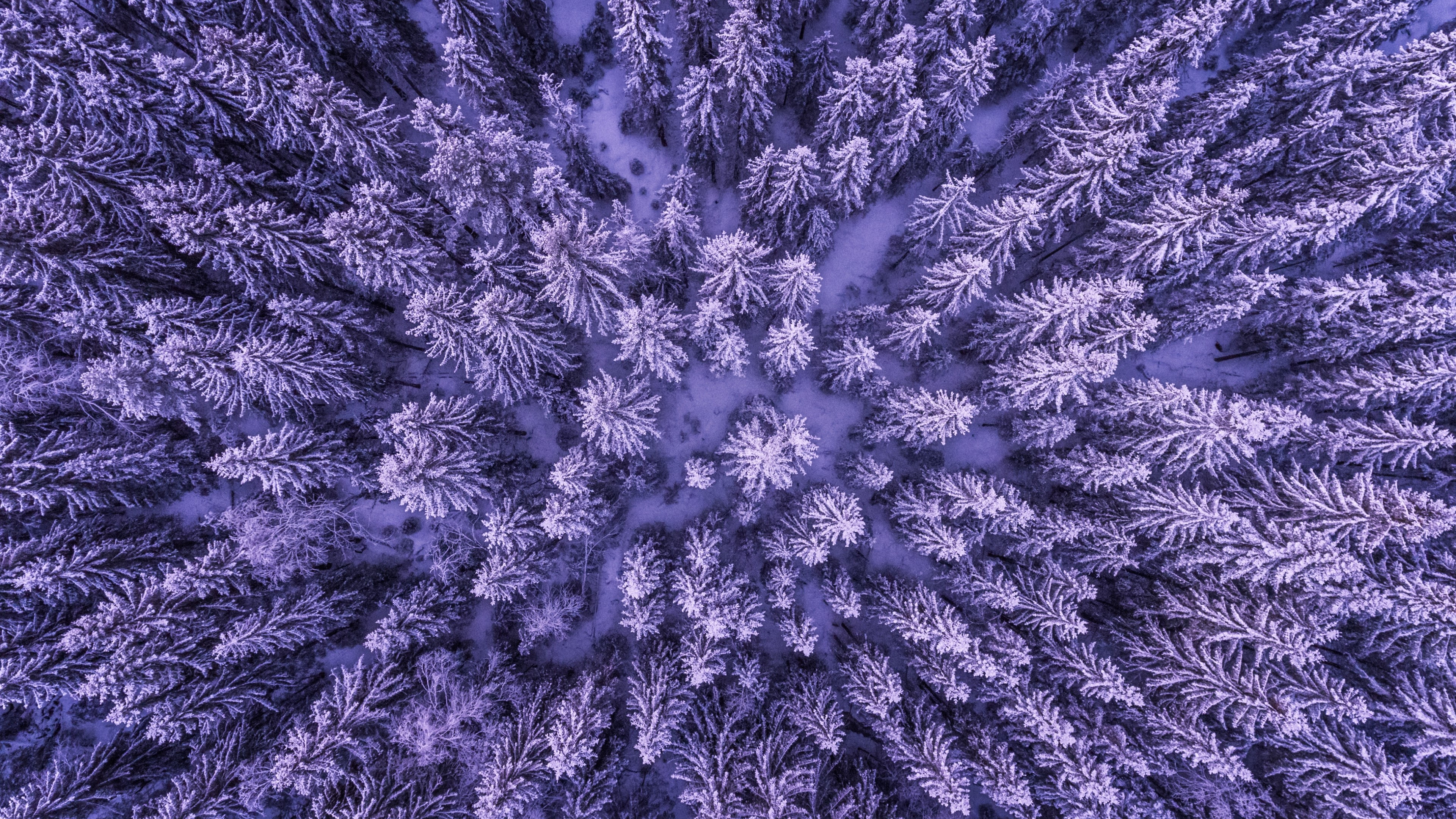 Aerial view of snow-covered pine forest HD Wallpaper