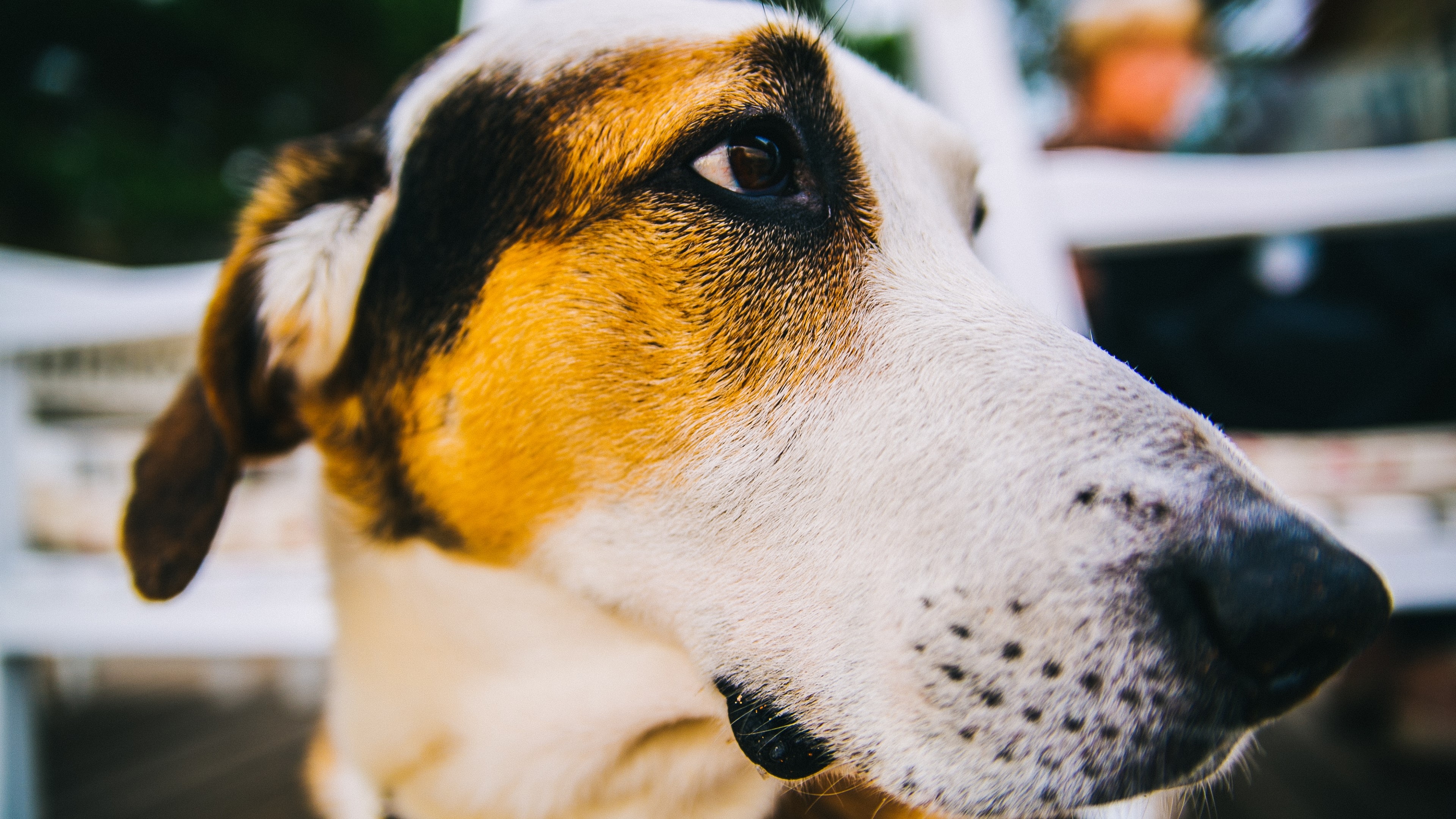 Close-up of a short-coated dog with tri-color markings HD Wallpaper