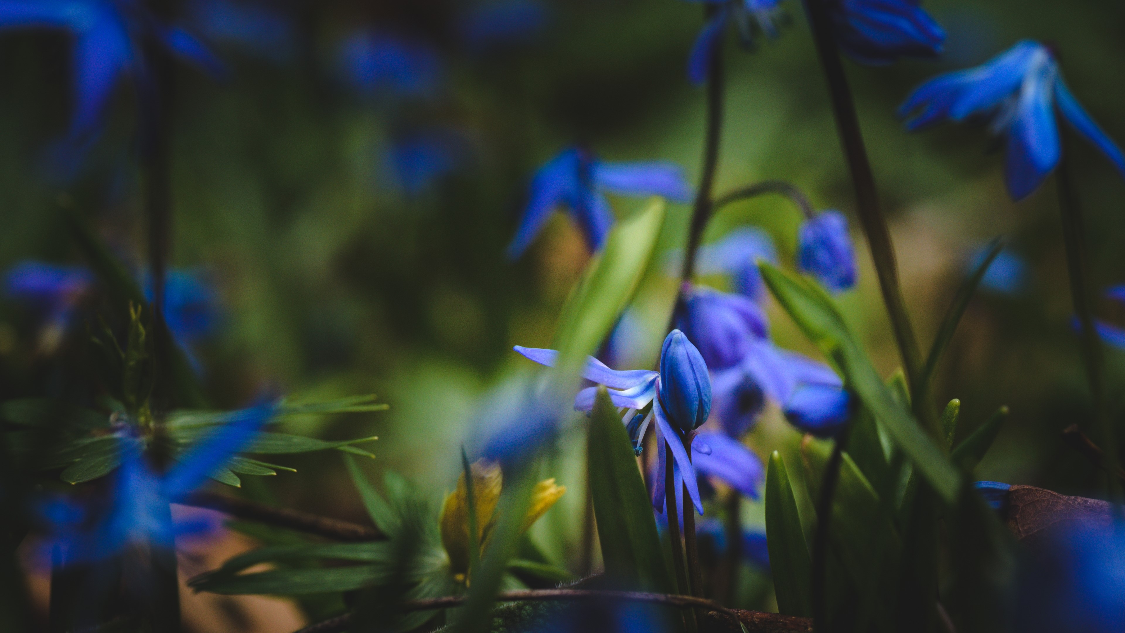 4K Blue Flowers in Bloom HD Wallpaper
