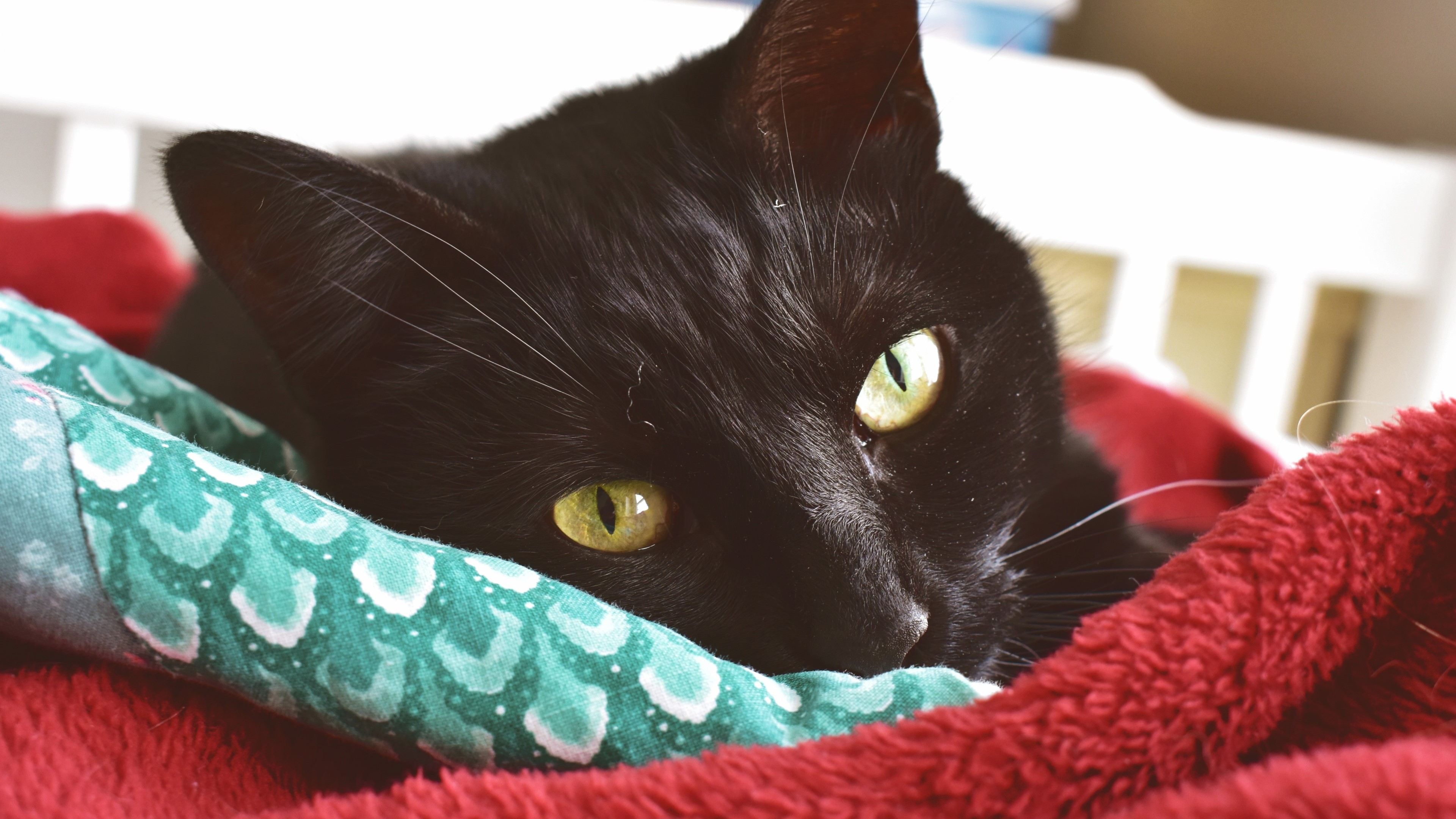 Black Cat HD Wallpaper