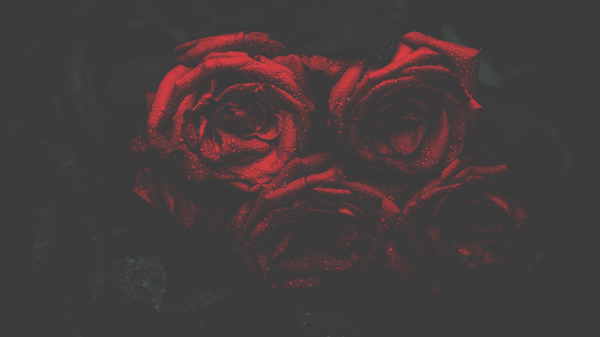 Red Roses with Water Droplets HD Wallpaper