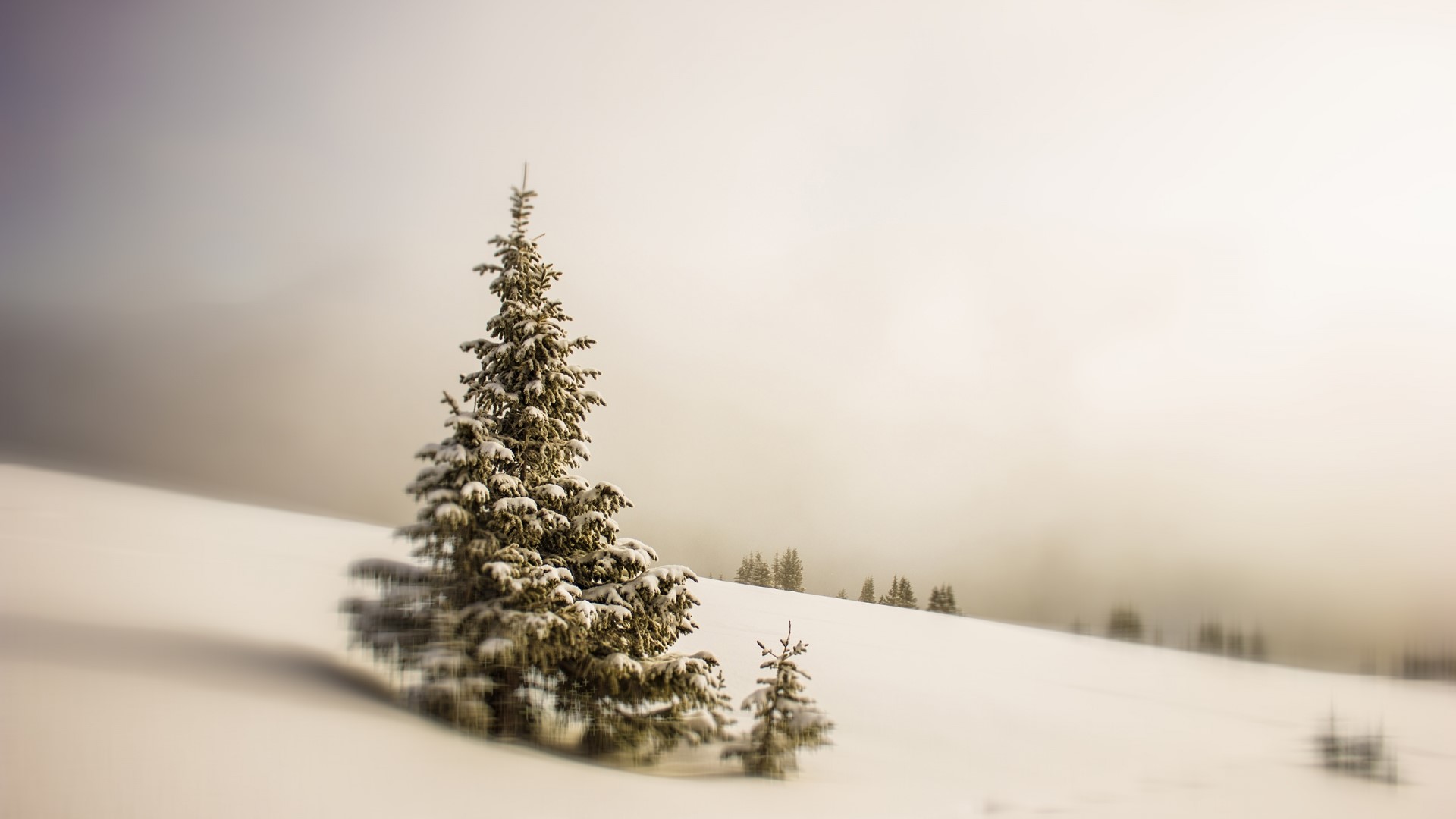 Snowy evergreen trees on a foggy winter day HD Wallpaper