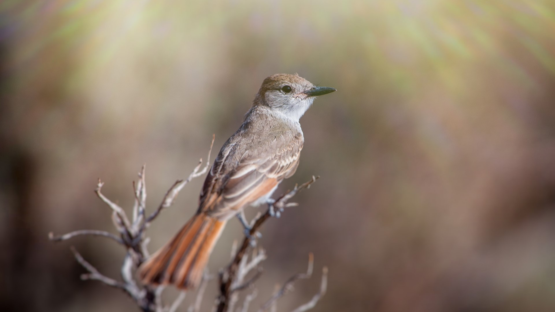 Bird perched on a branch with sun rays HD Wallpaper