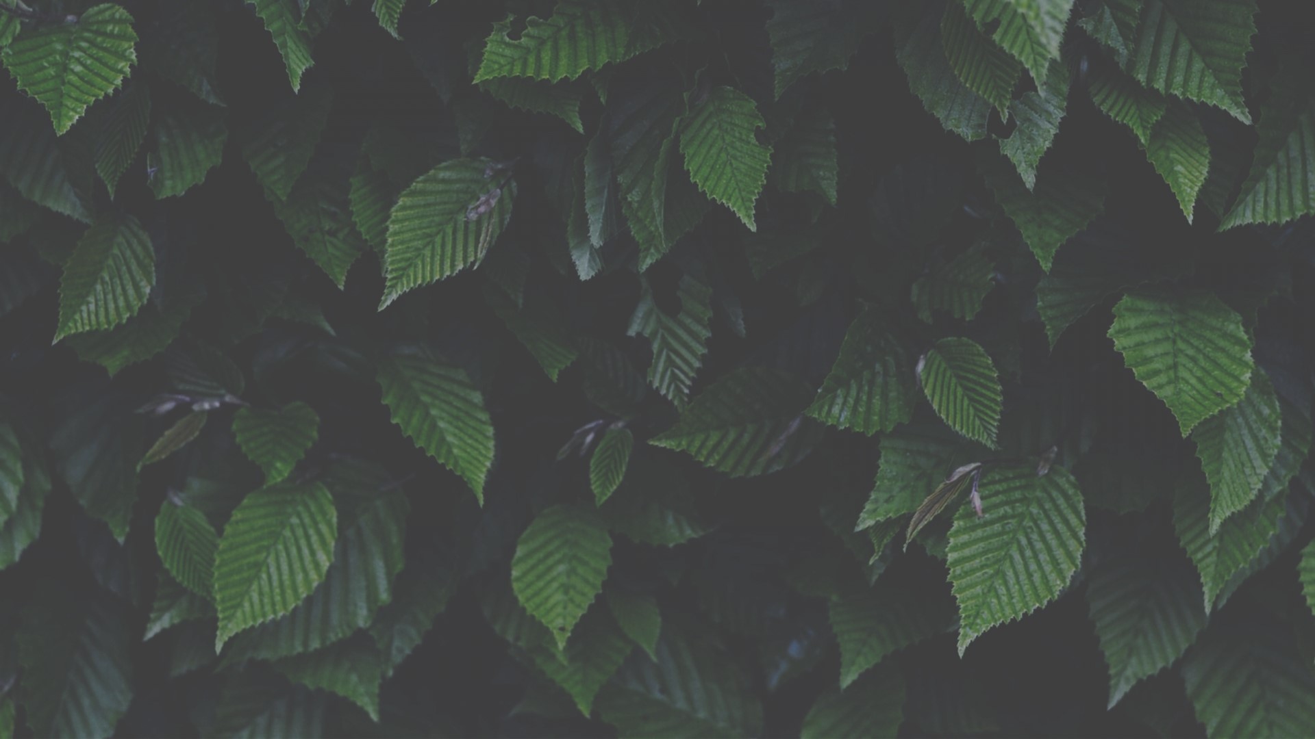 Green leaves of a hedge HD Wallpaper