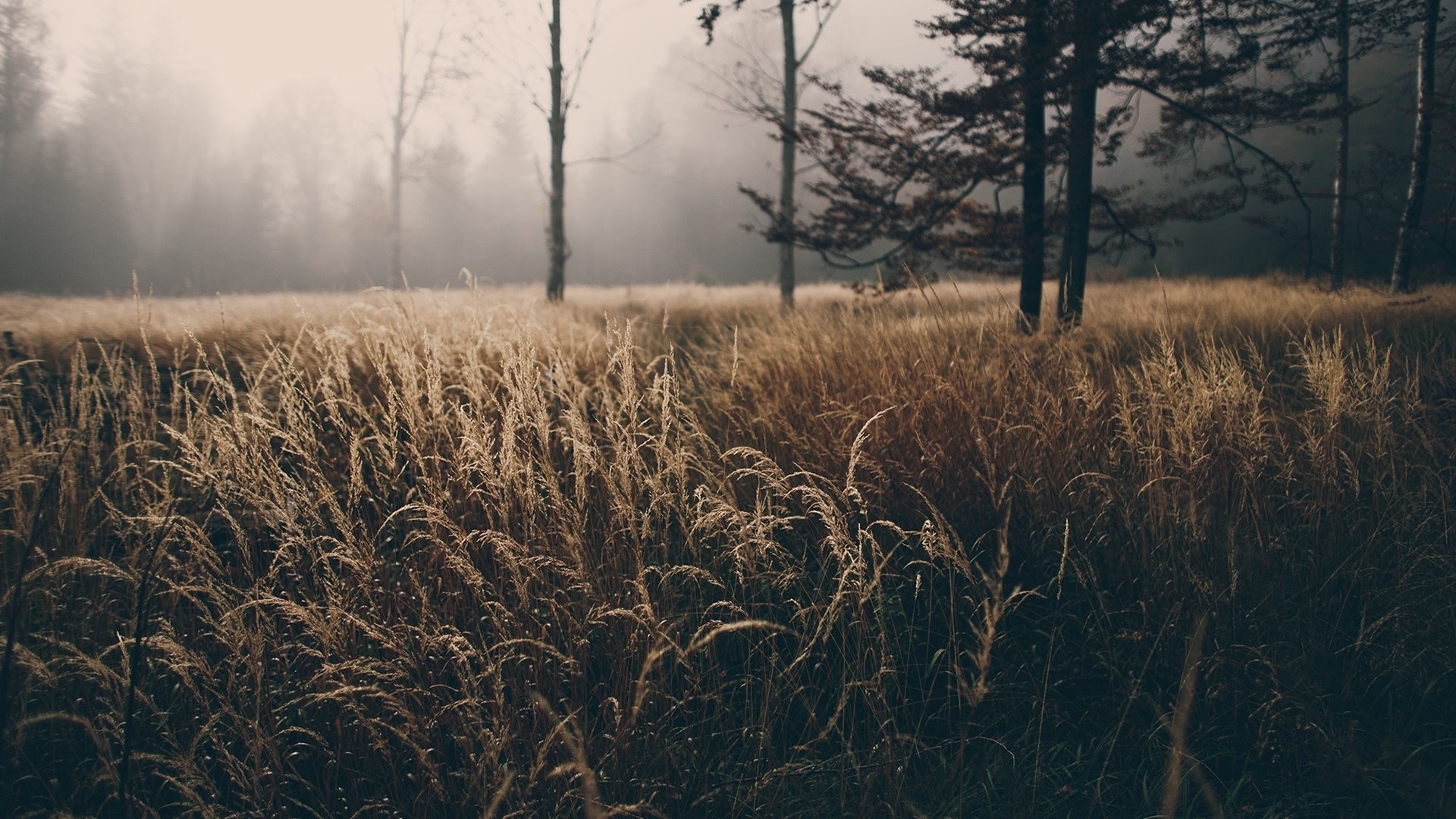Dry grass field with trees in fog HD Wallpaper