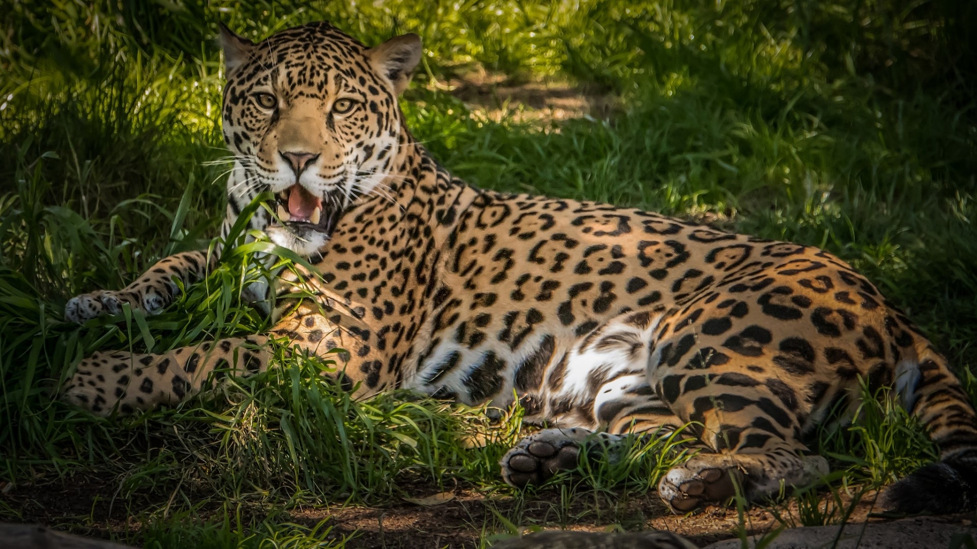 Jaguar lying in grass HD Wallpaper