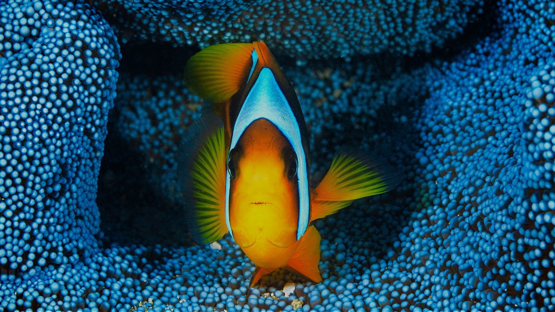 Clownfish in blue anemone HD Wallpaper