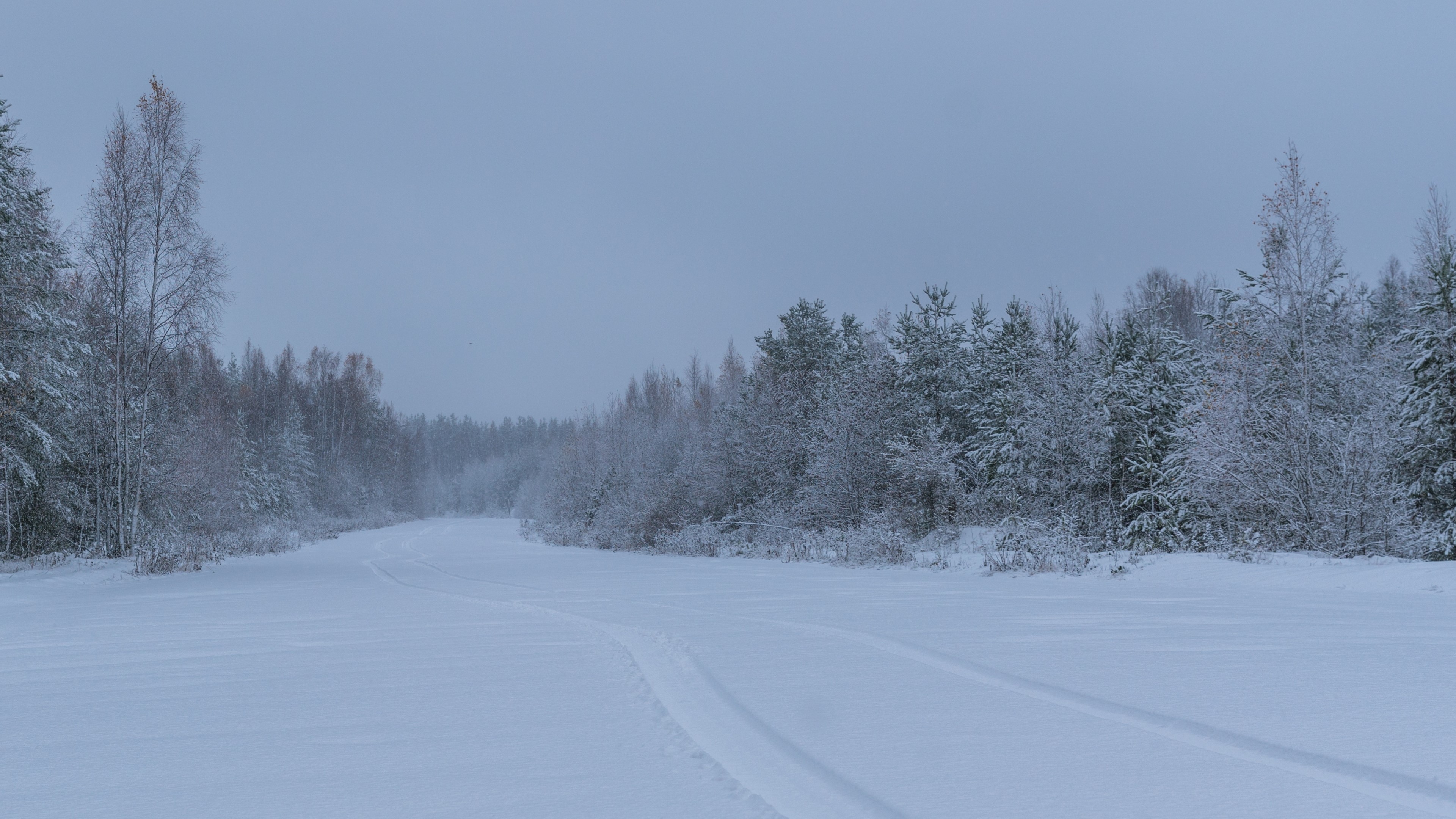 4K Winter Forest with Snow HD Wallpaper