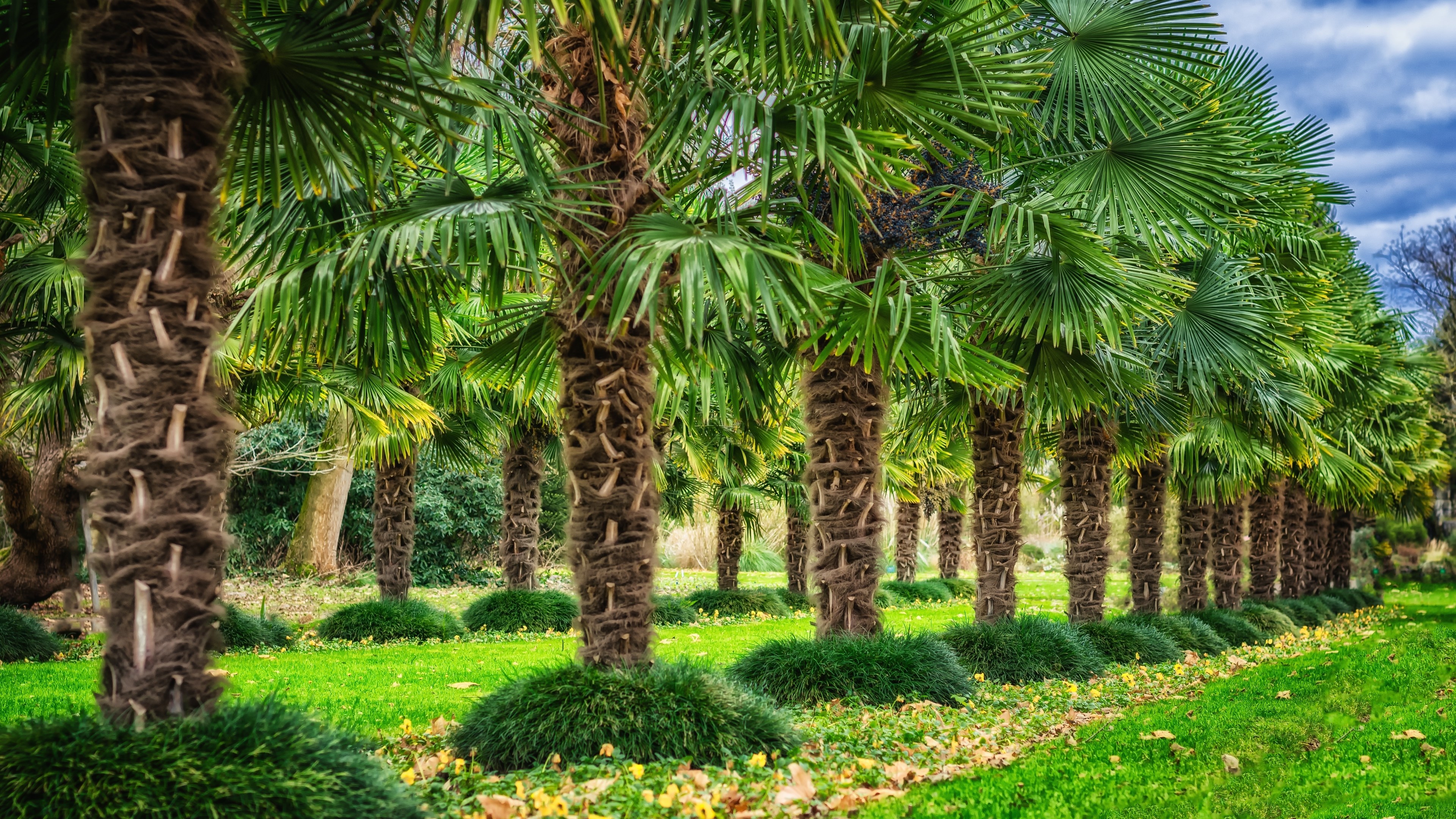 4K Palm trees in a row HD Wallpaper