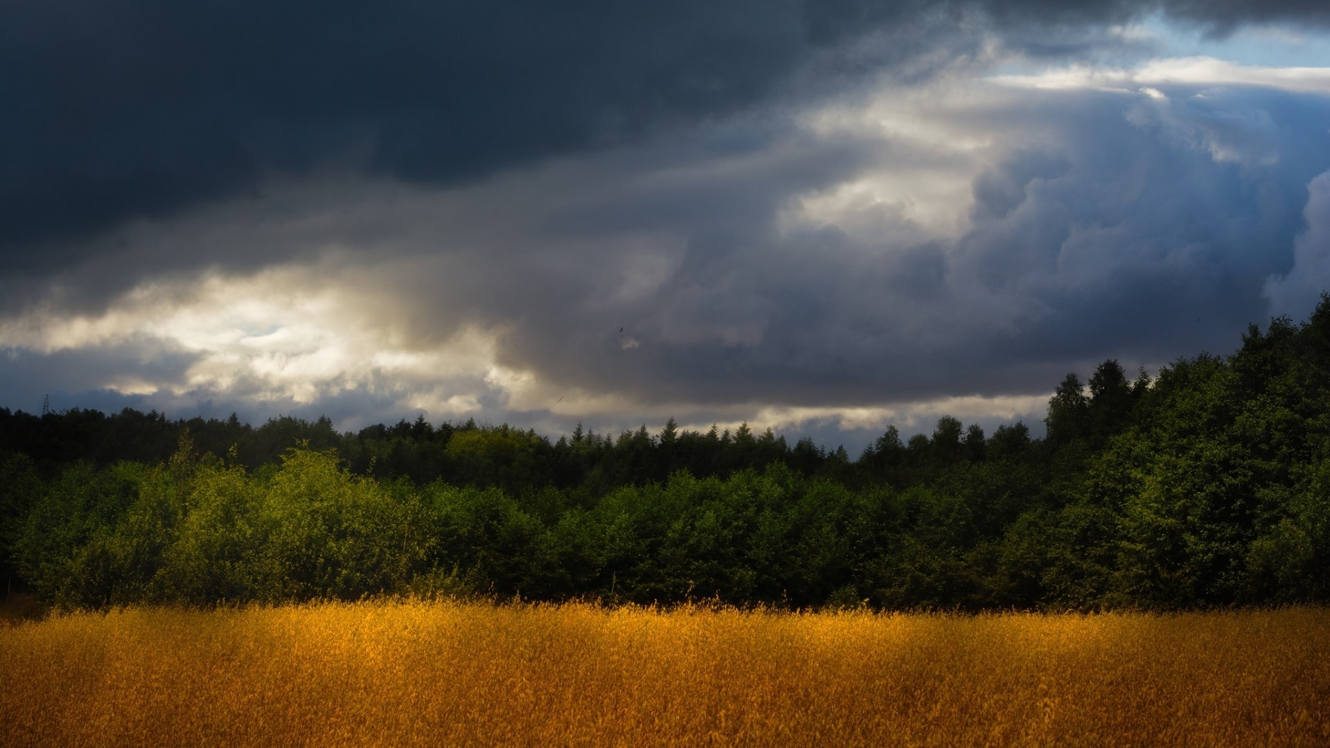 Stormy sky over a field and forest HD Wallpaper