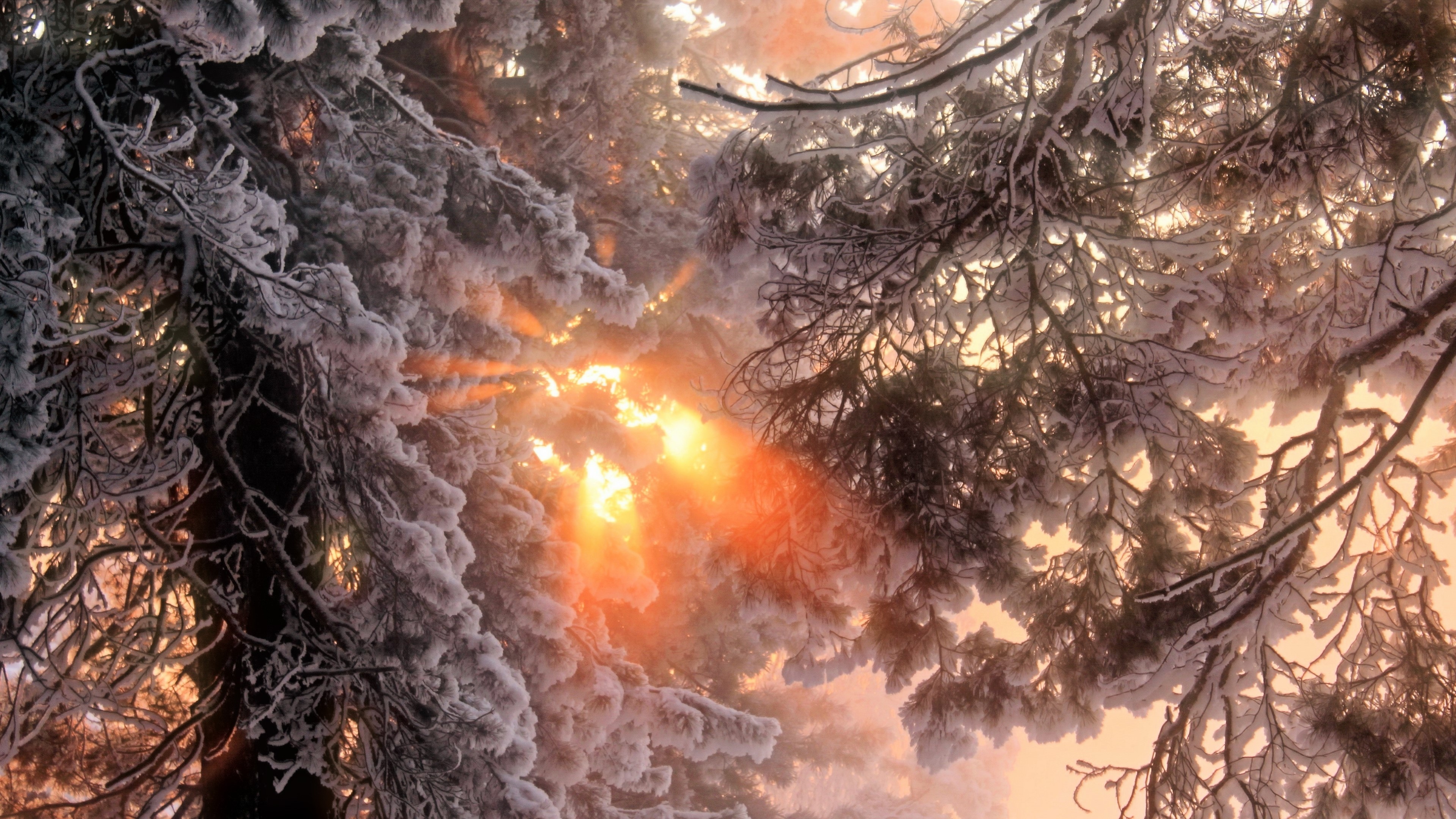 Sunlight through snow-covered trees HD Wallpaper