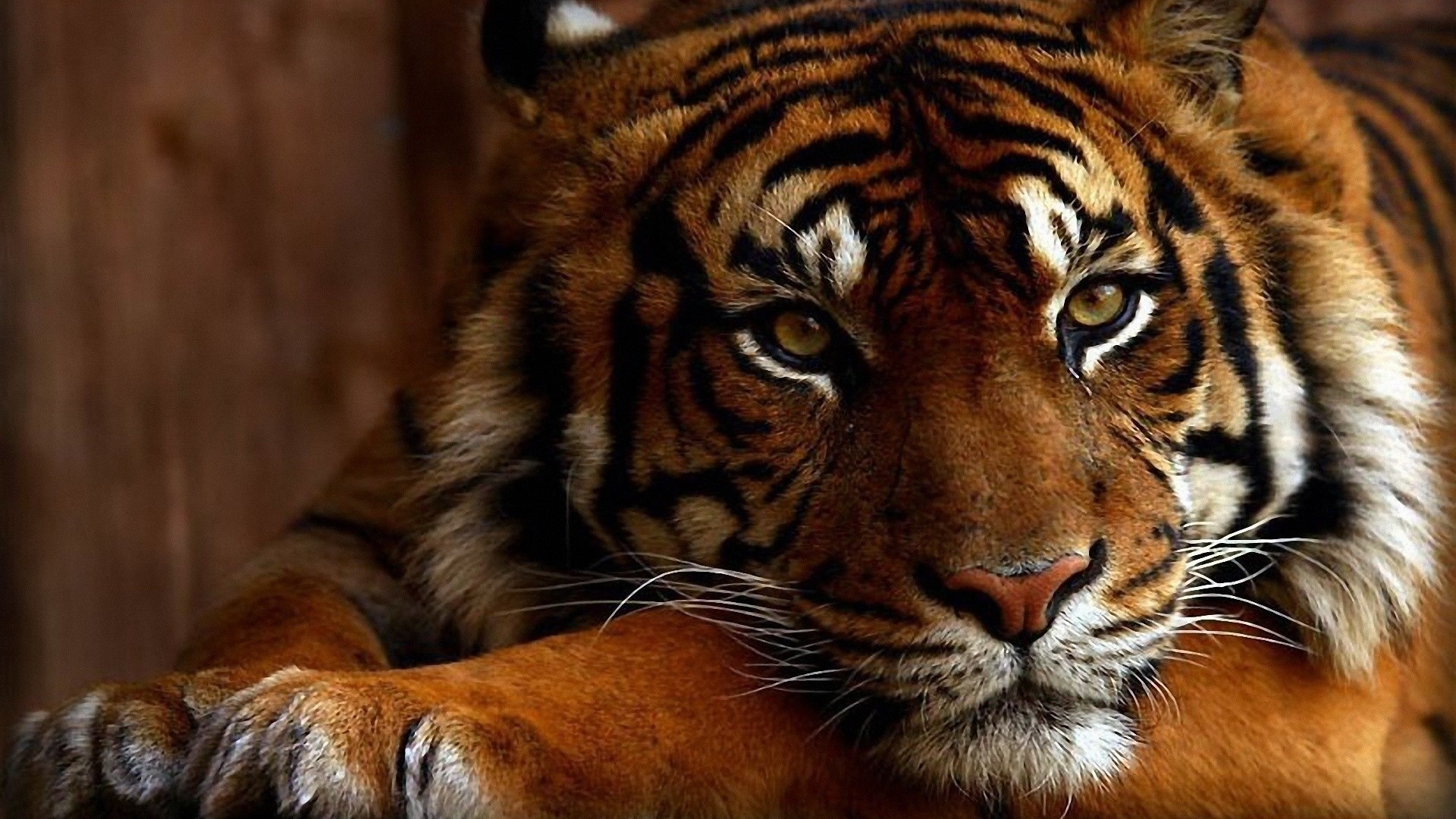 Close-up of a tiger's face HD Wallpaper