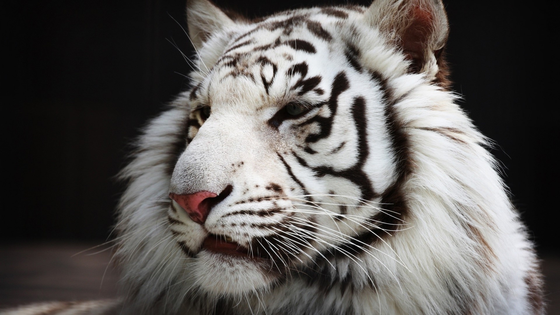 Close-up of a white tiger's face HD Wallpaper