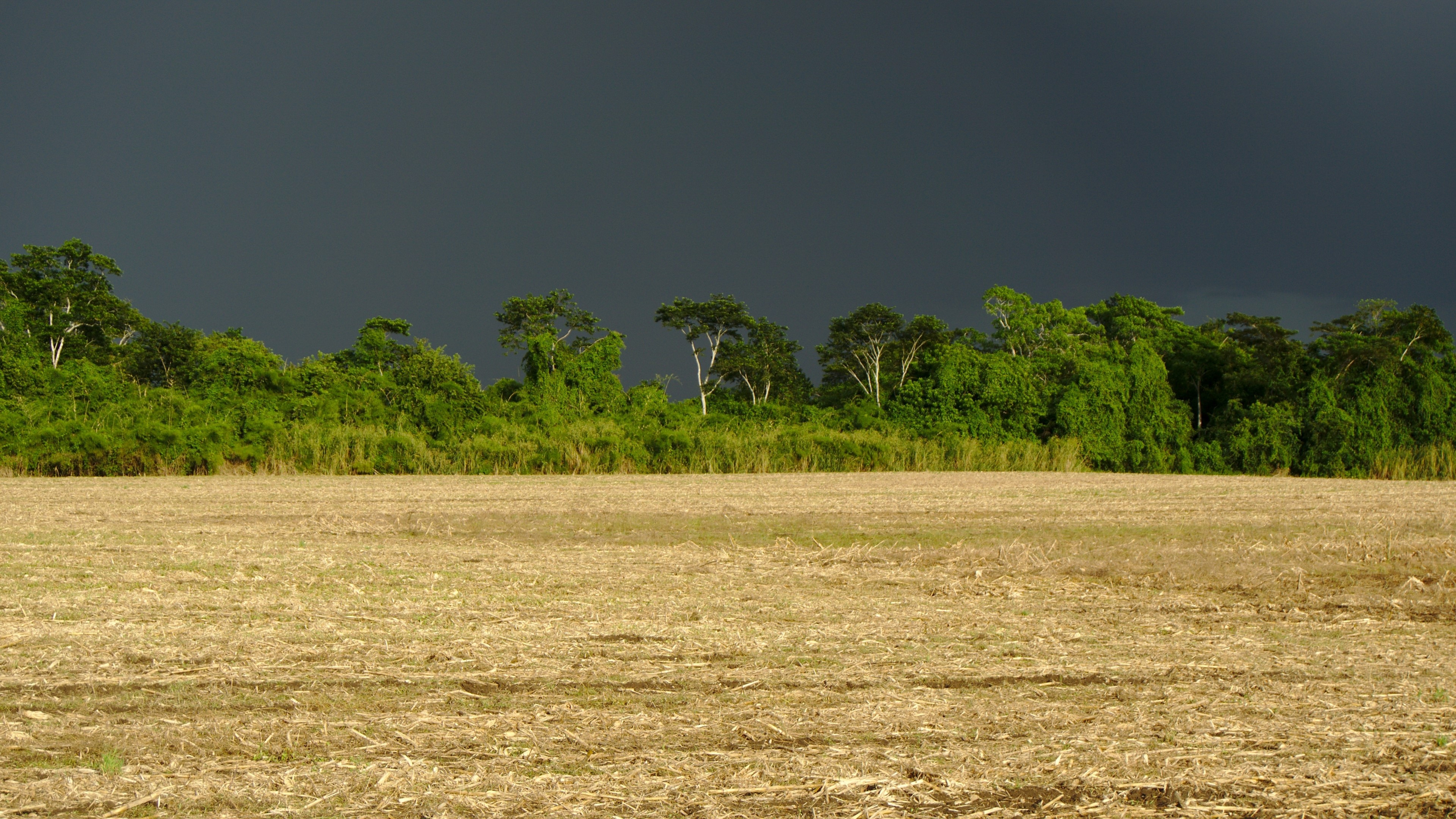 4K Field with Forest and Stormy Sky HD Wallpaper