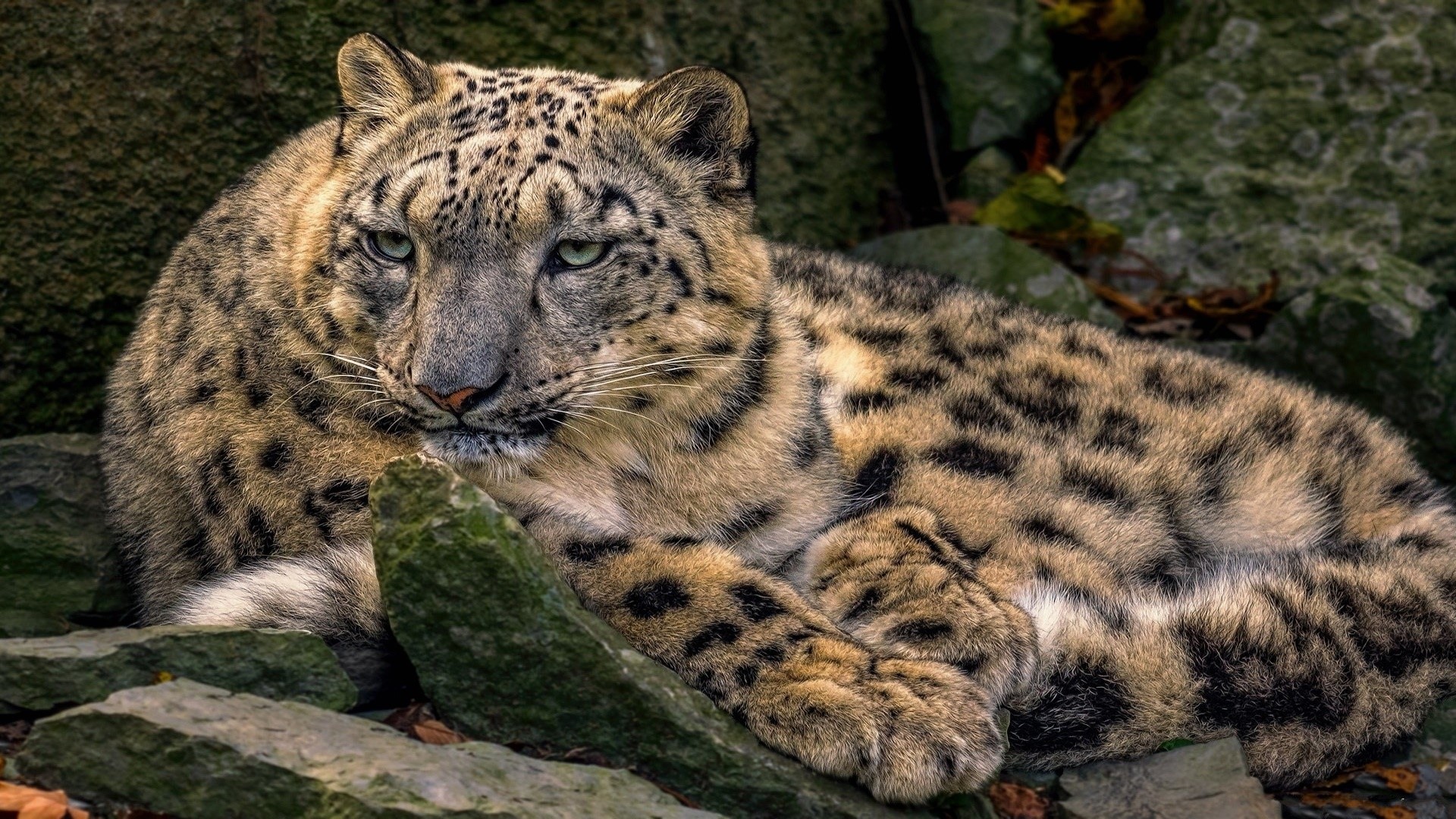 Snow Leopard resting on rocks HD Wallpaper