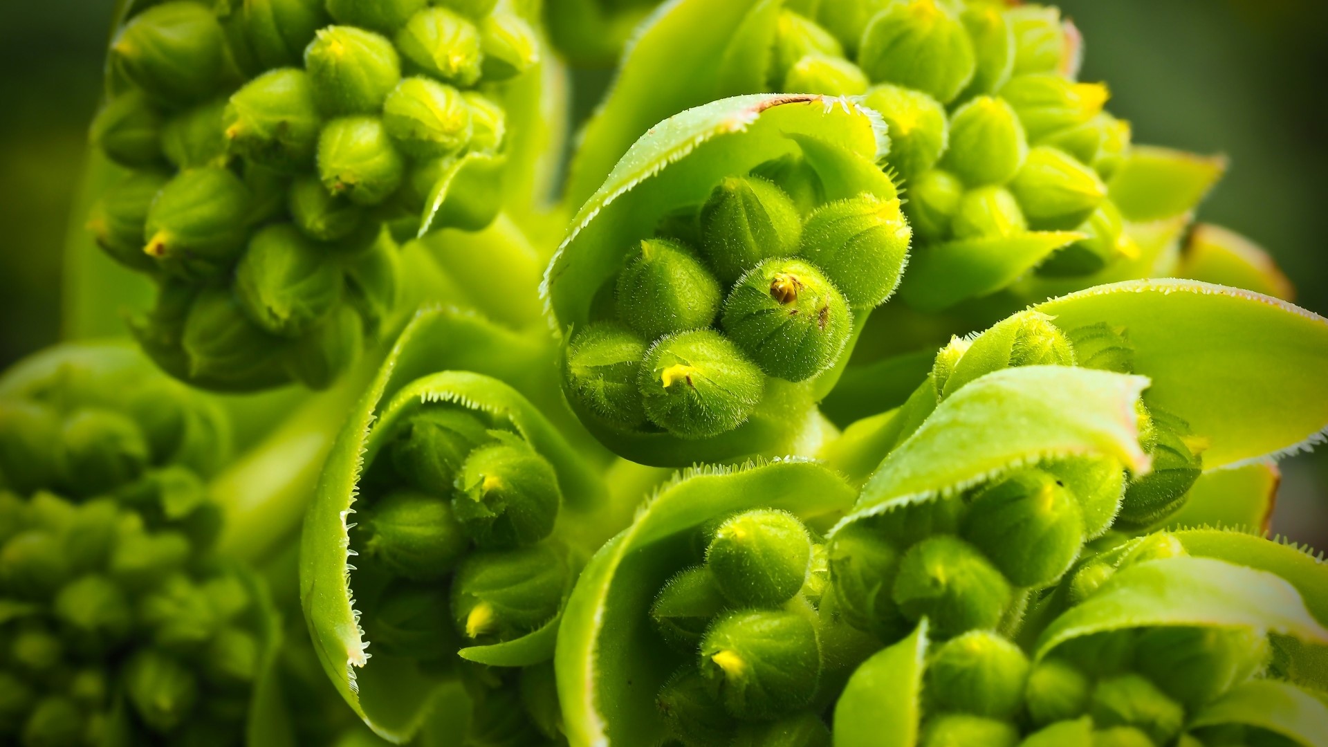 Close-up of green plant buds with soft focus HD Wallpaper