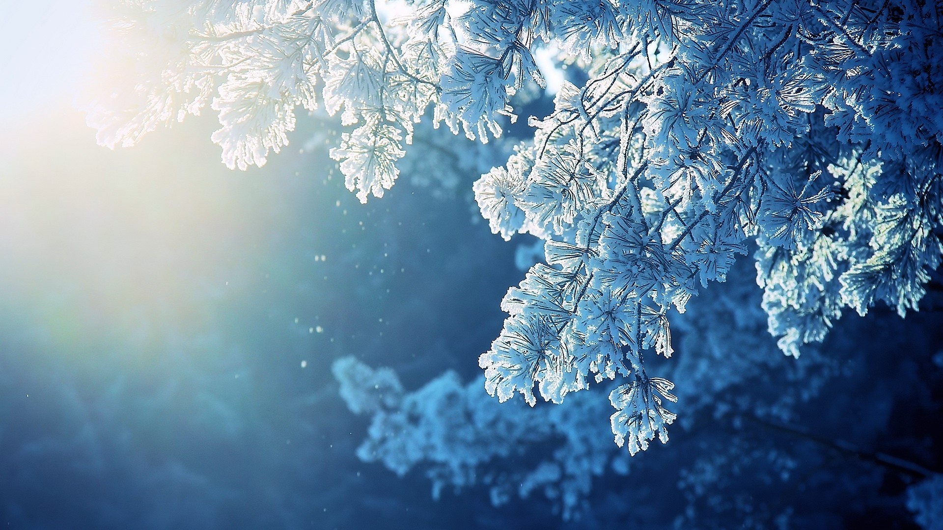 Frost-covered pine branches in sunlight HD Wallpaper