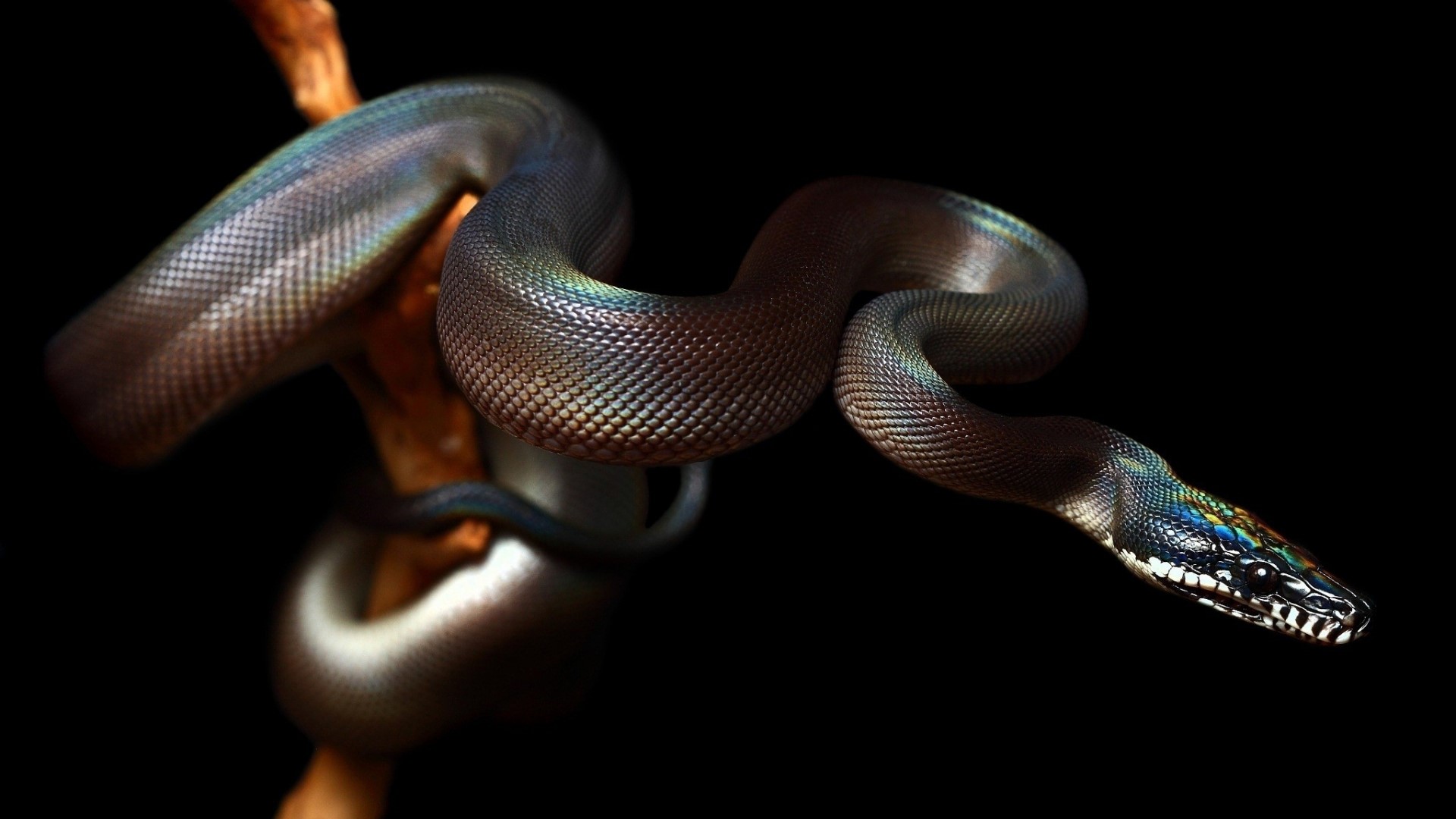 A python coiled on a branch against a black background HD Wallpaper