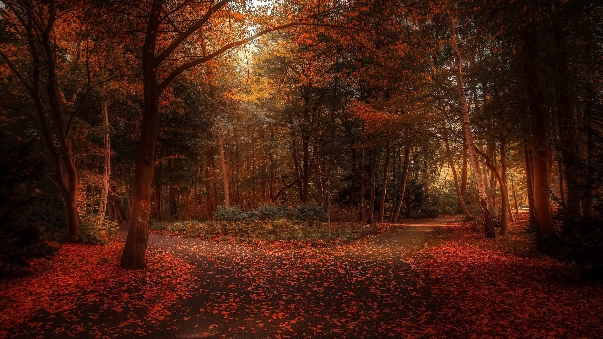 Autumn forest path with fallen leaves HD Wallpaper