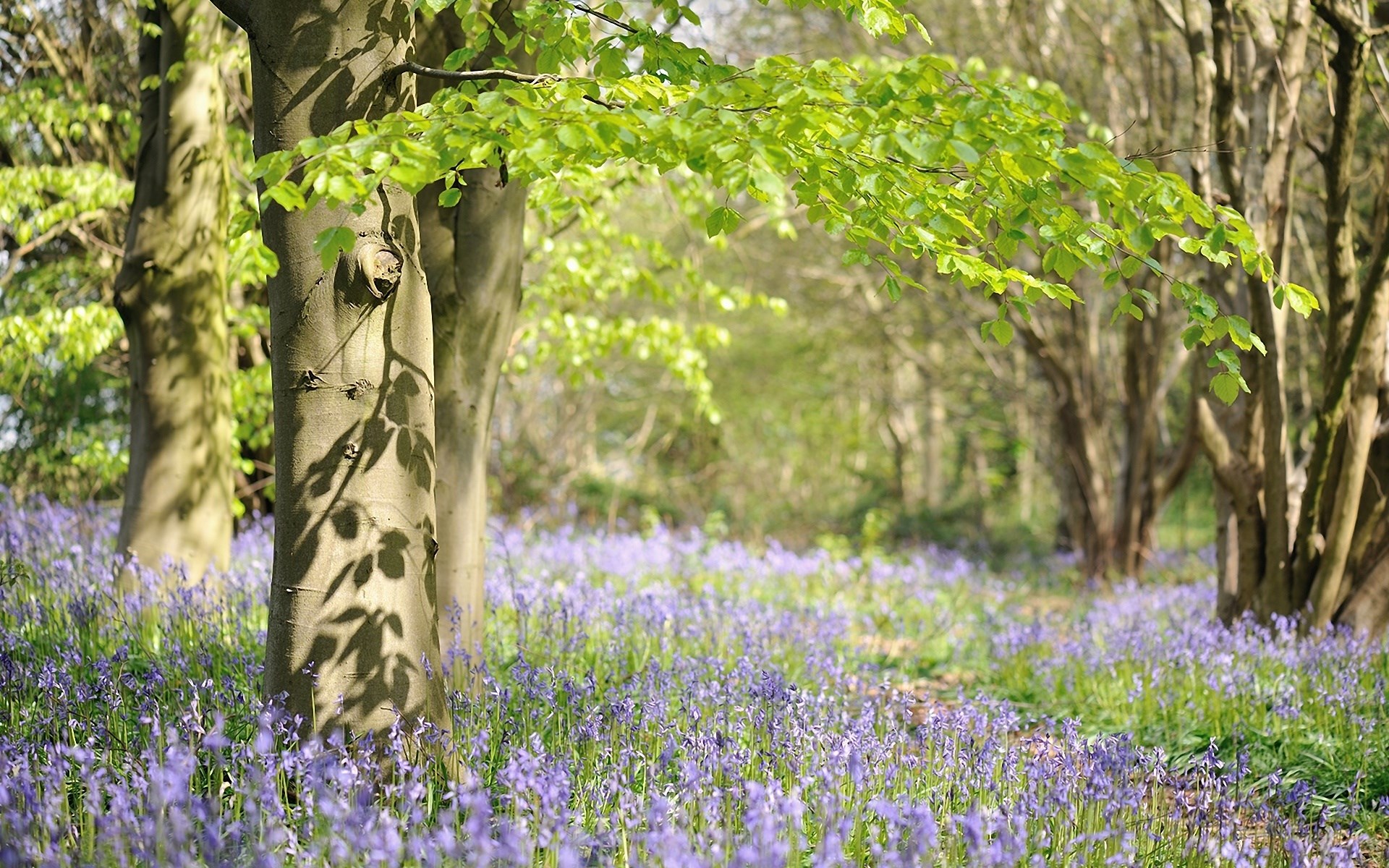 Forest floor covered in bluebells with trees HD Wallpaper
