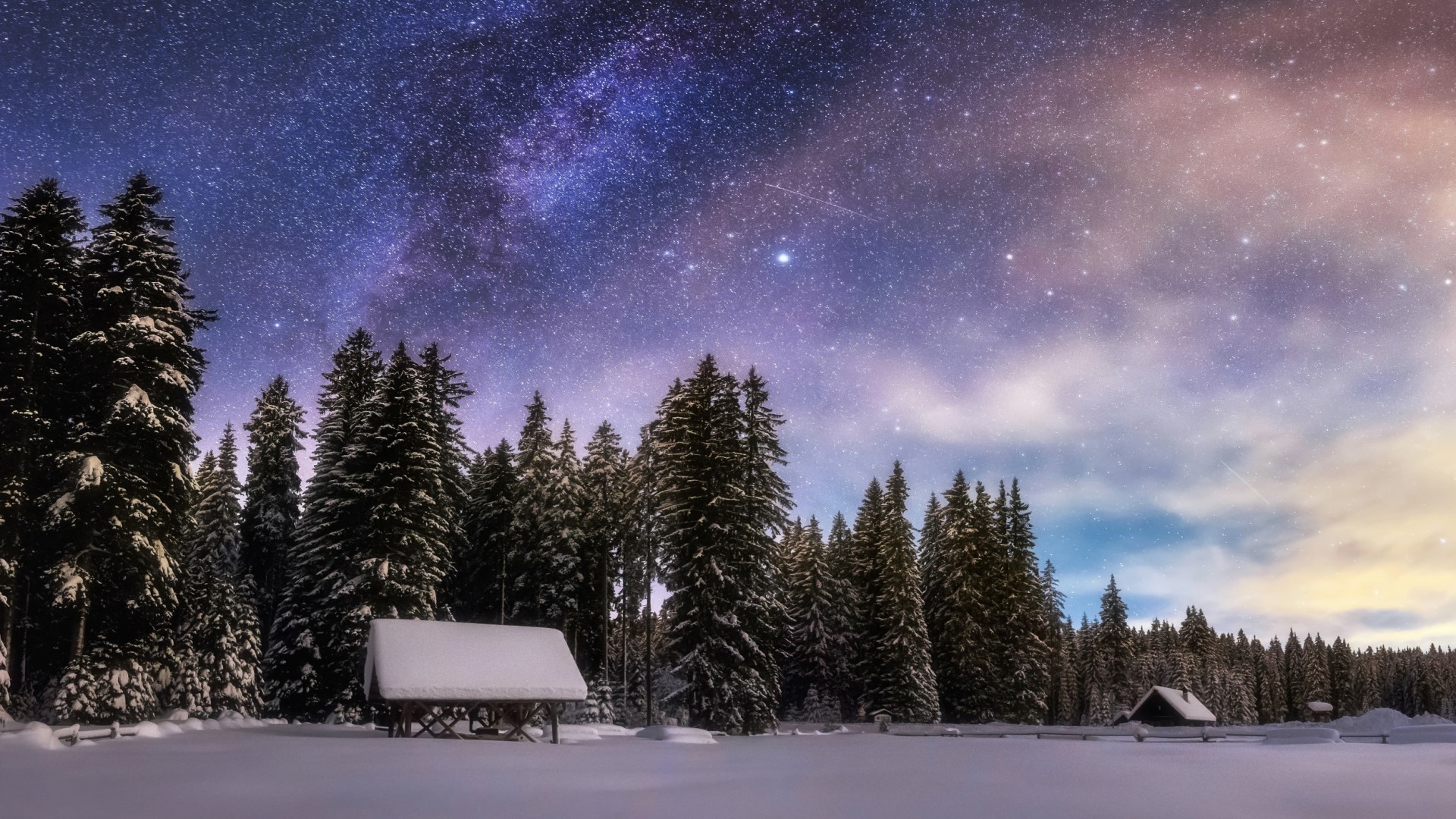 Winter forest under the starry night sky HD Wallpaper