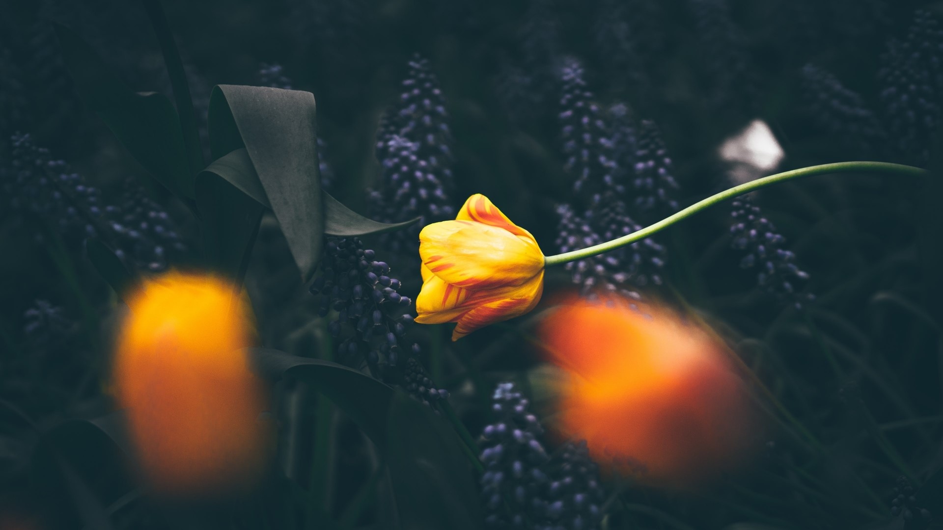 Yellow and red tulip with purple flowers HD Wallpaper