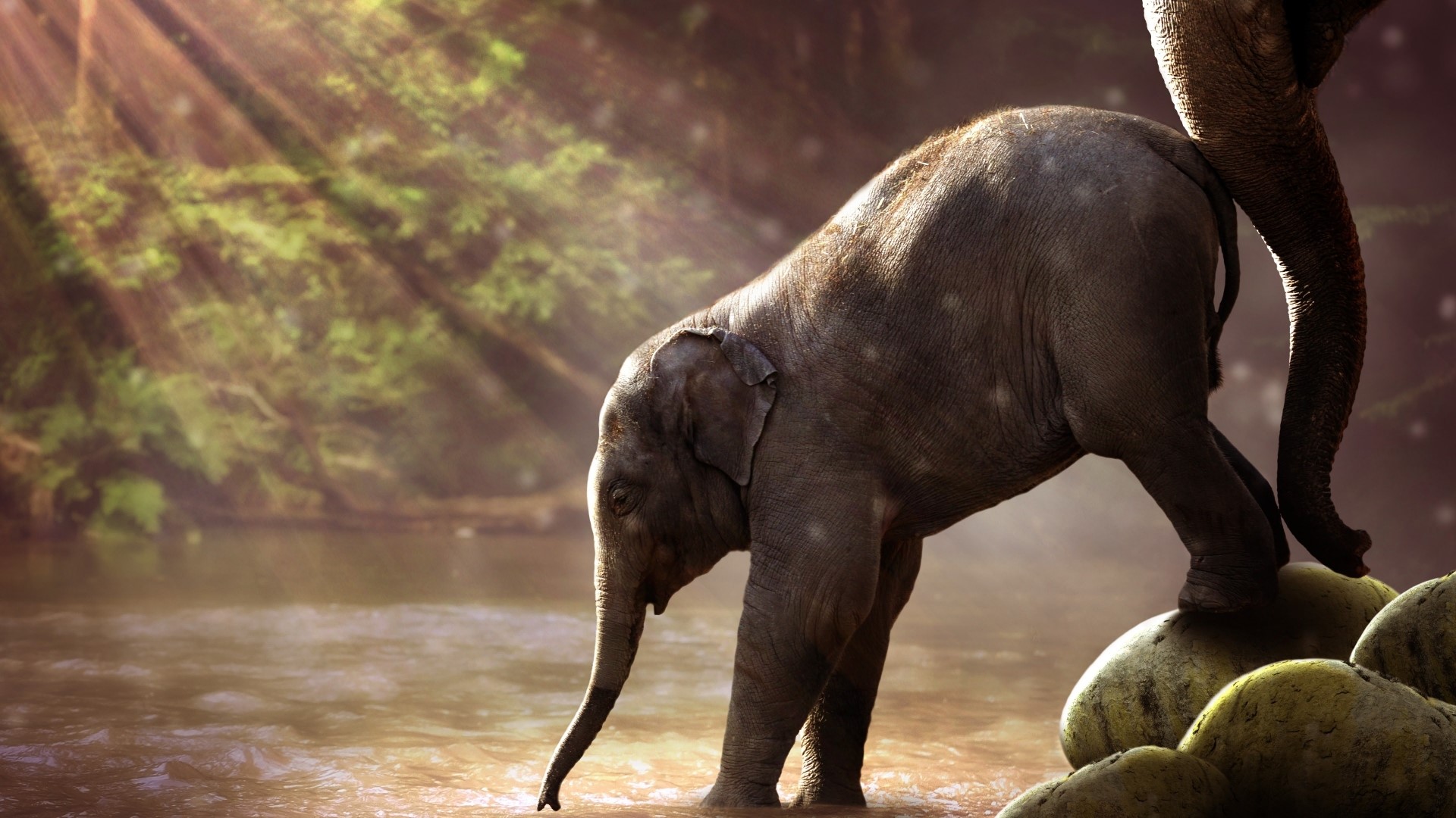 Young elephant drinking water in a forest HD Wallpaper