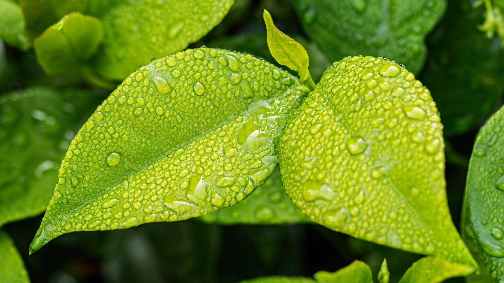 Green Leaves with Water Droplets HD Wallpaper
