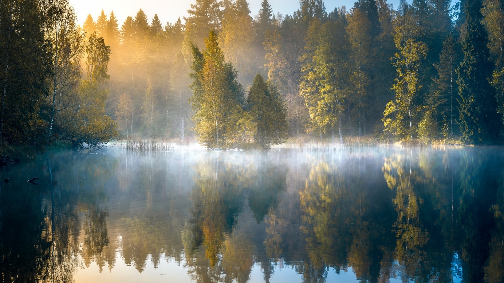 Misty Morning Lake with Forest Reflection HD Wallpaper