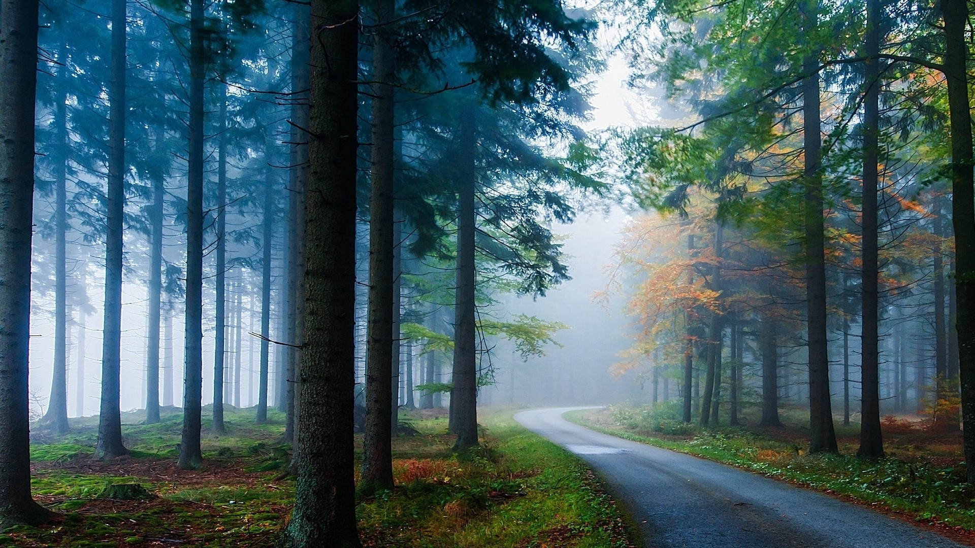 Road through a misty forest with autumn trees HD Wallpaper