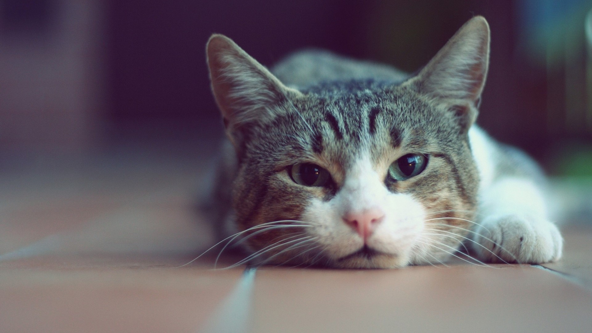 Close-up of a tabby cat lying down HD Wallpaper