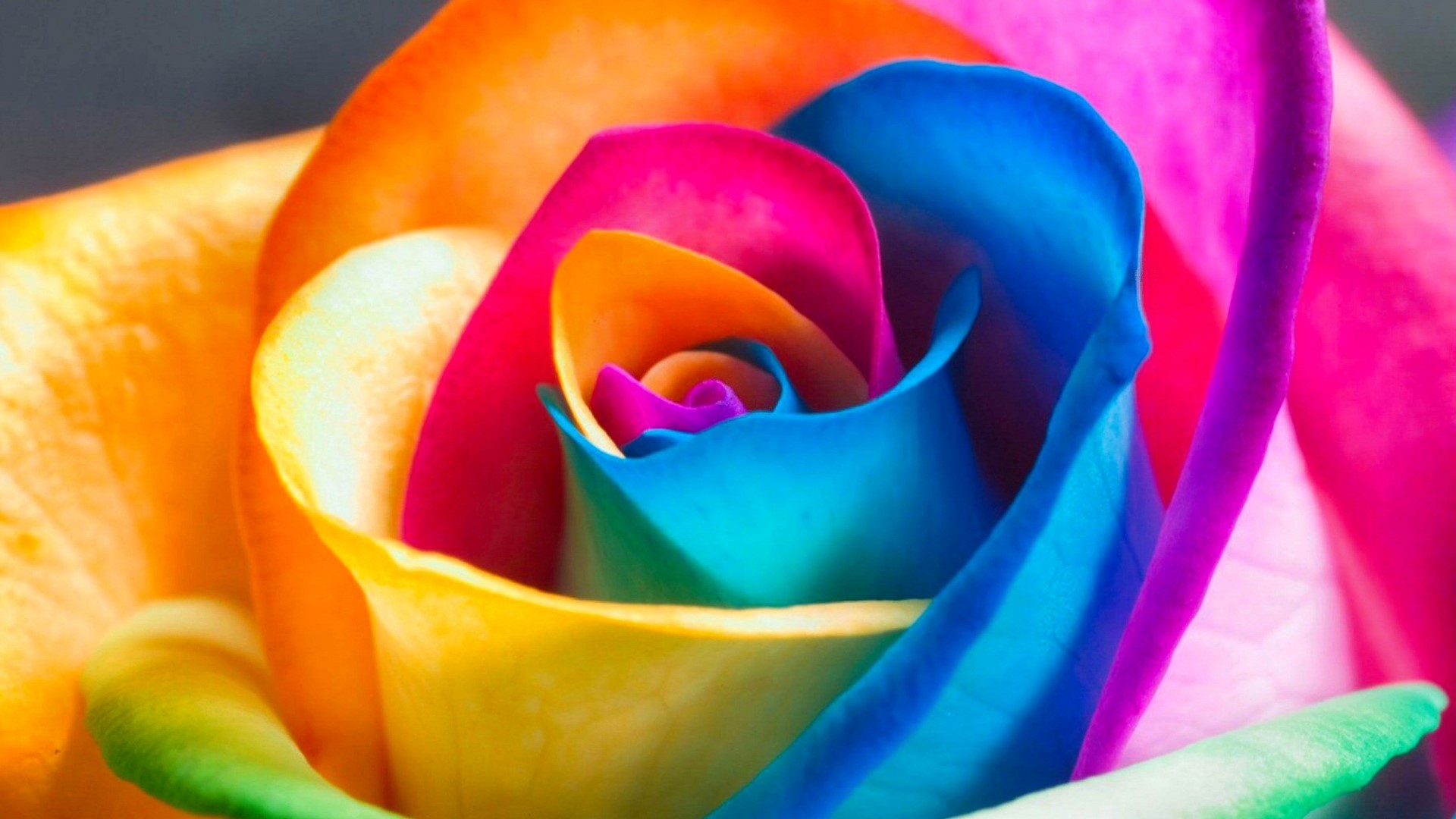 Rainbow Rose Close-up HD Wallpaper