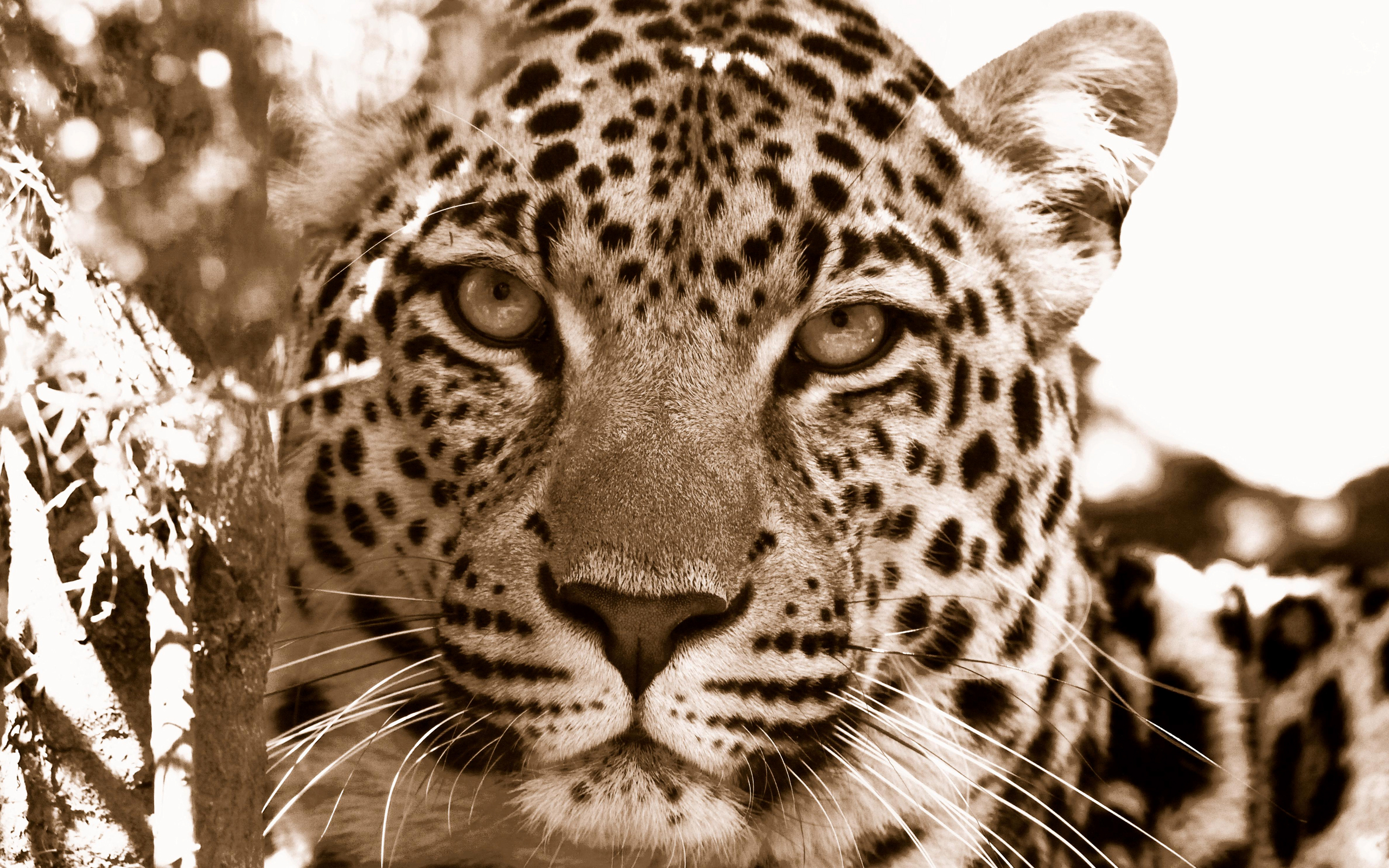 Leopard close-up in South Africa HD Wallpaper