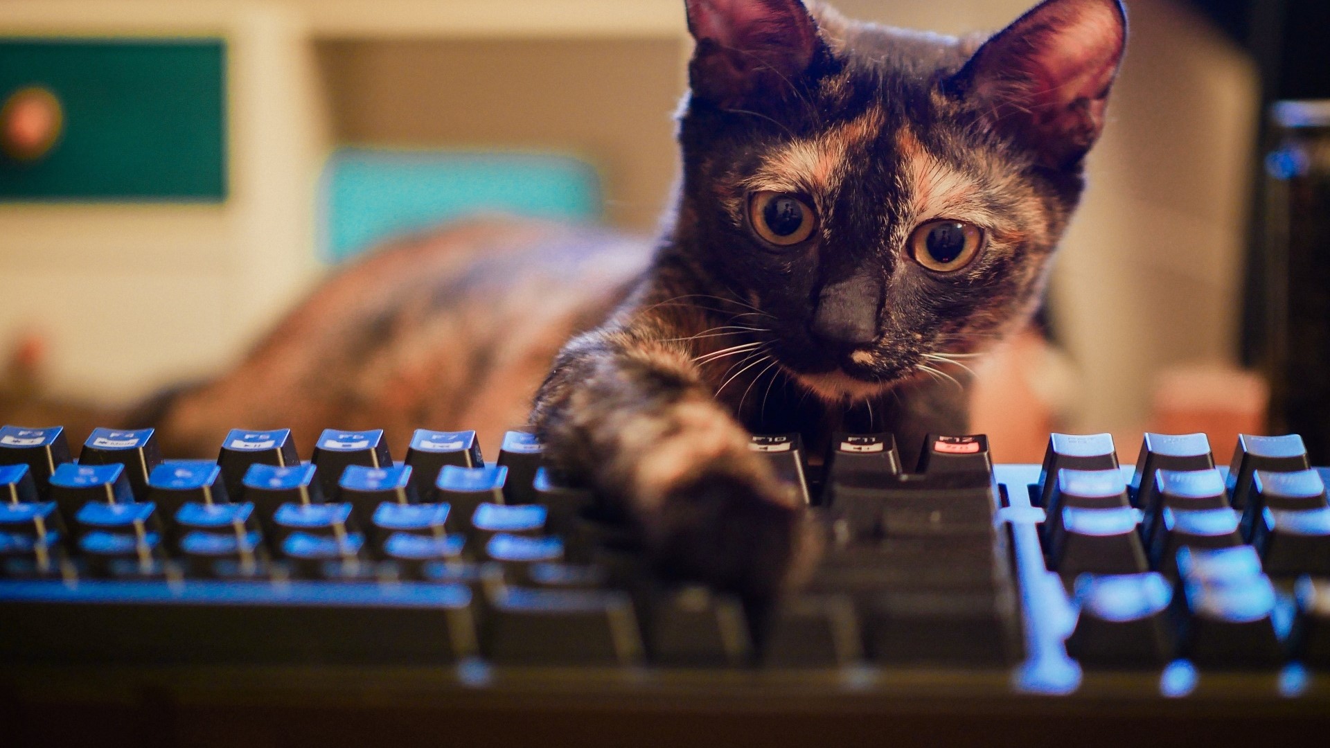 Tortoiseshell Cat on a Keyboard HD Wallpaper