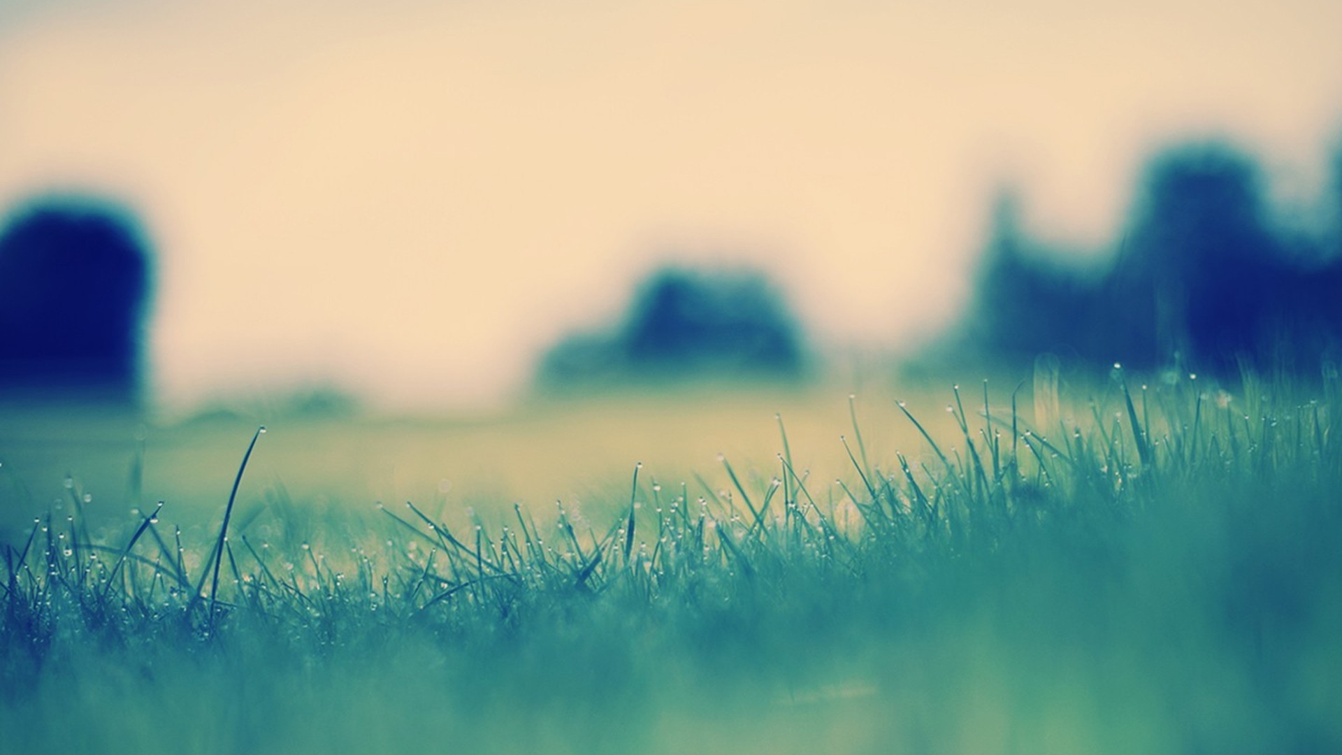 Close-up of grass with dew drops HD Wallpaper