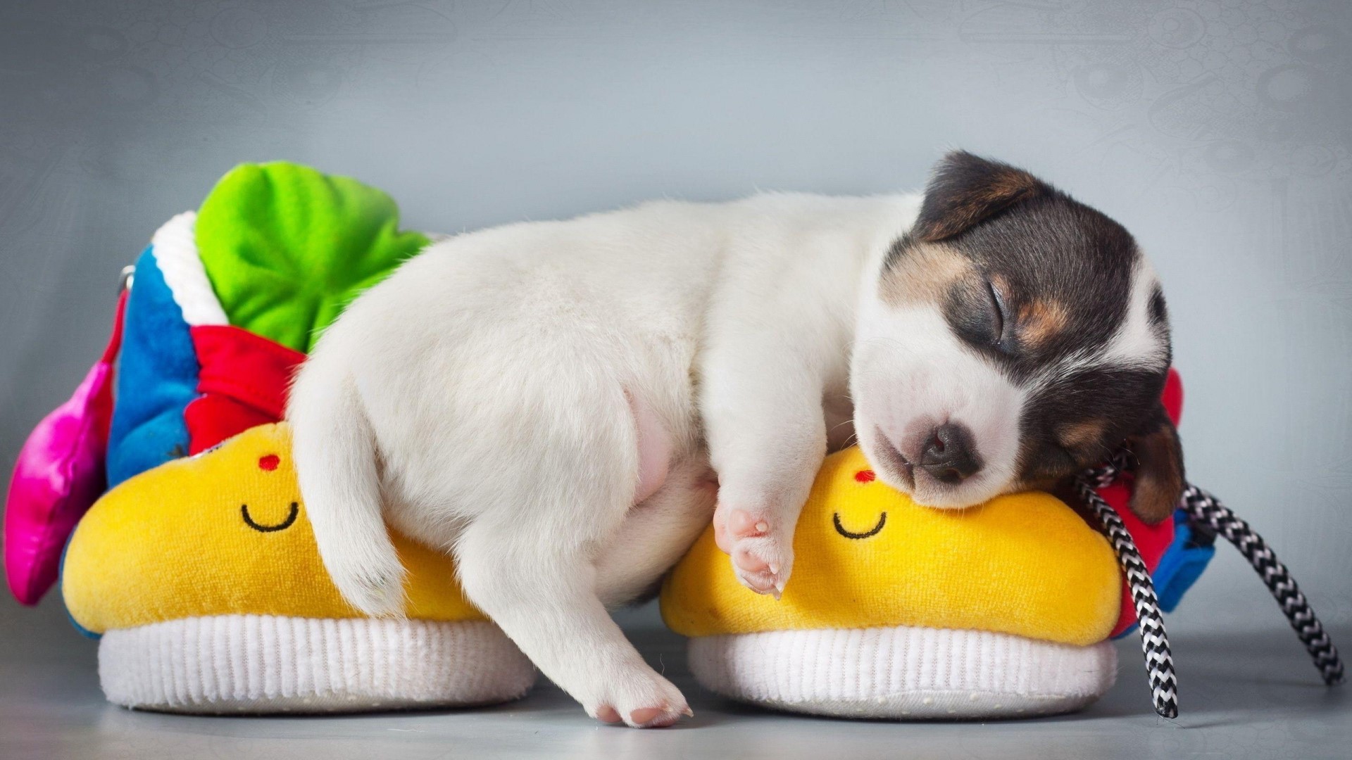 Puppy Sleeping on Colorful Slippers HD Wallpaper