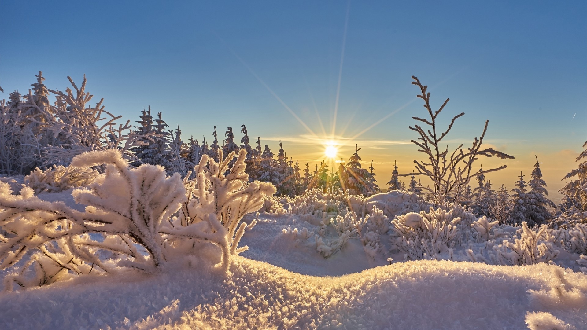 Winter forest at sunrise with snow-covered trees HD Wallpaper