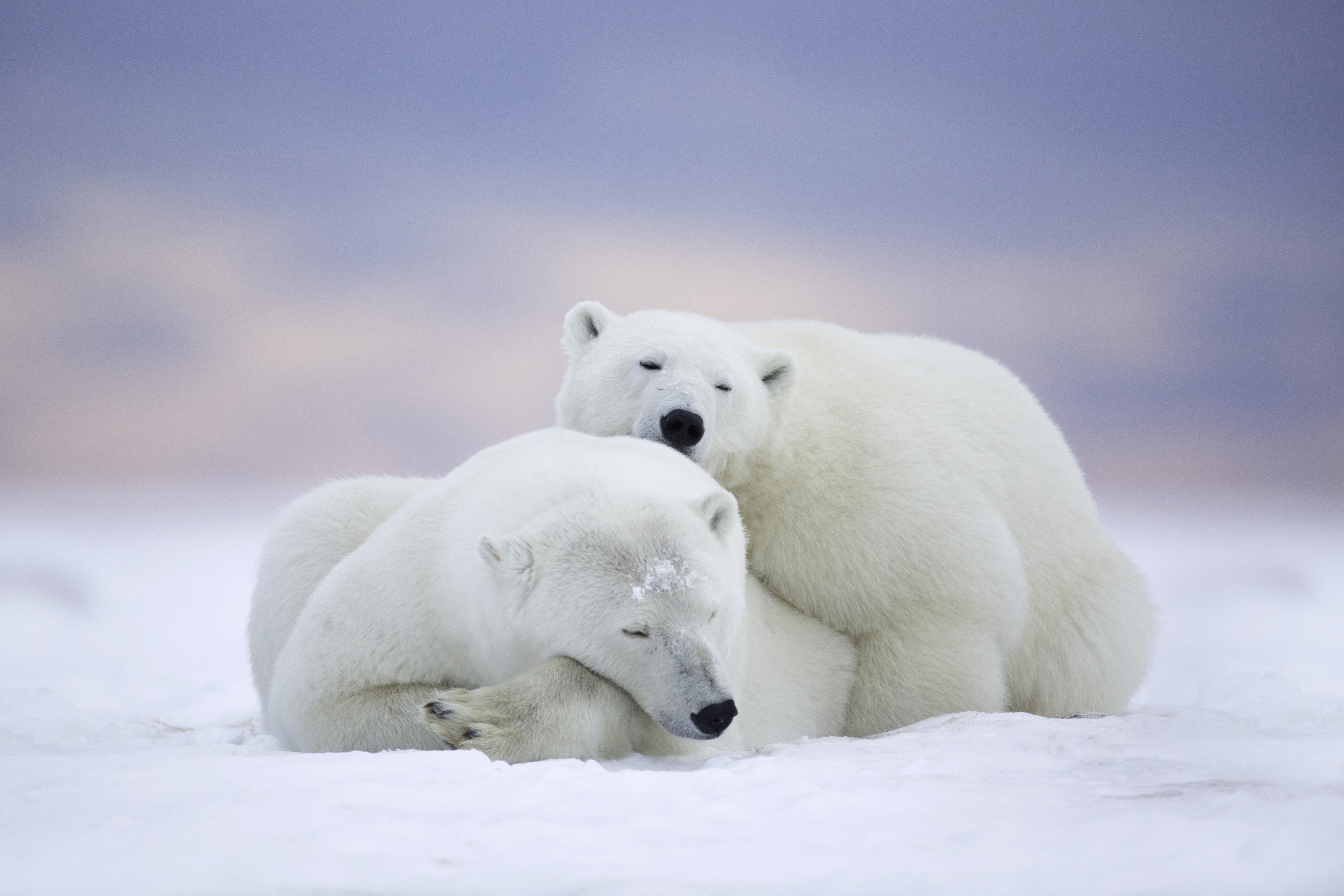 Two polar bears sleeping in the snow HD Wallpaper