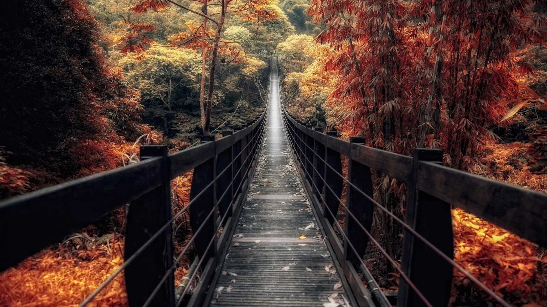 Suspension bridge in an autumn forest HD Wallpaper