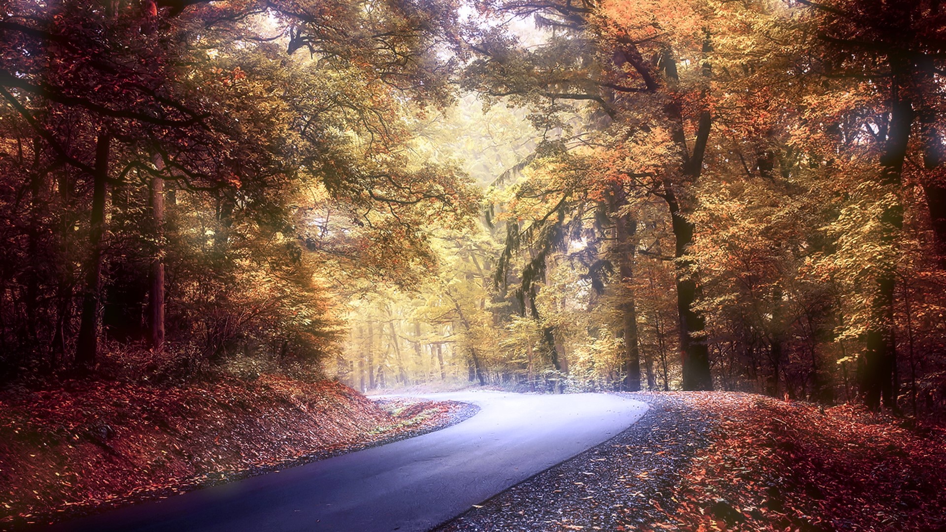 Road through an autumn forest HD Wallpaper