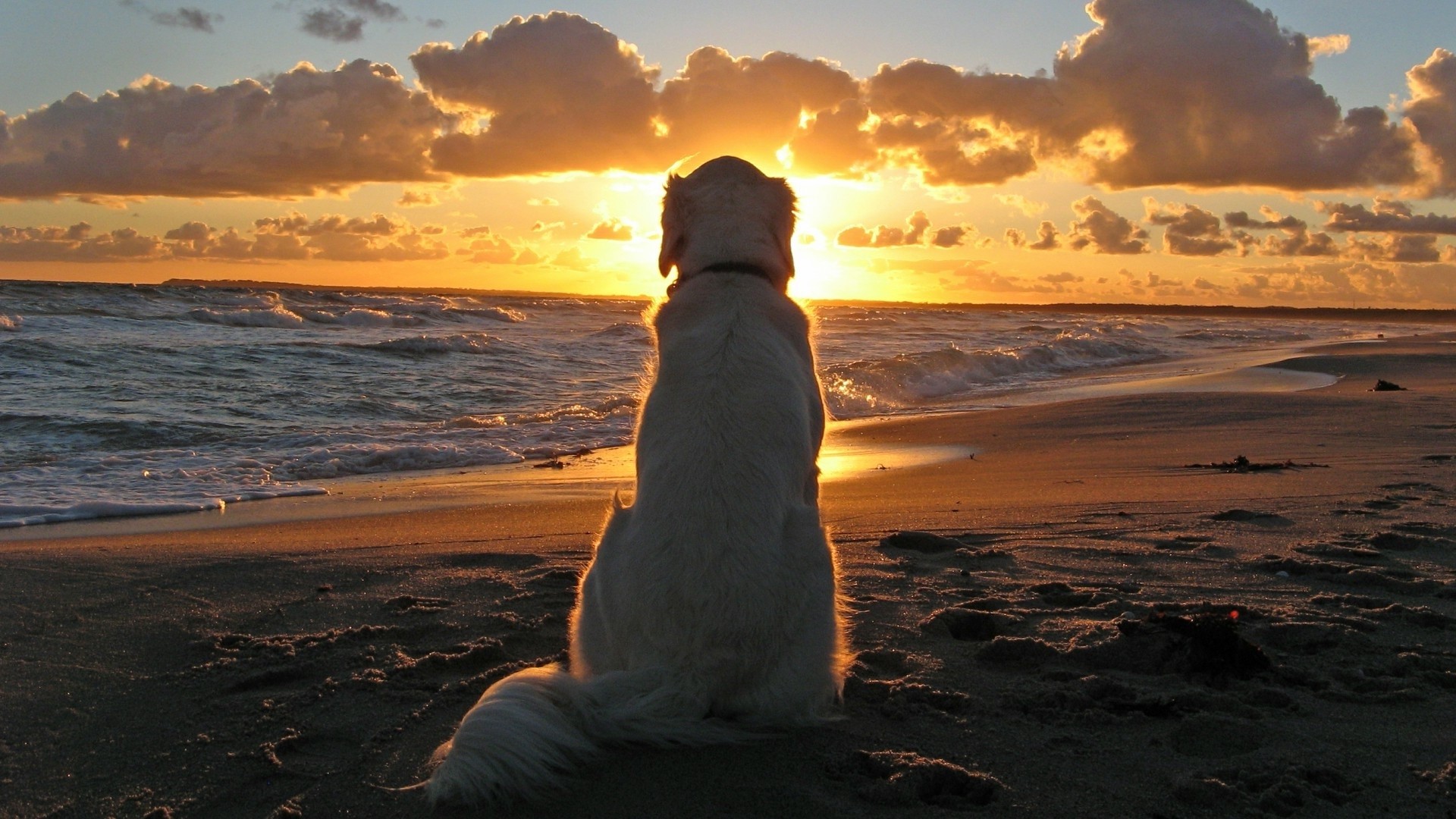 Dog watching sunset on beach HD Wallpaper