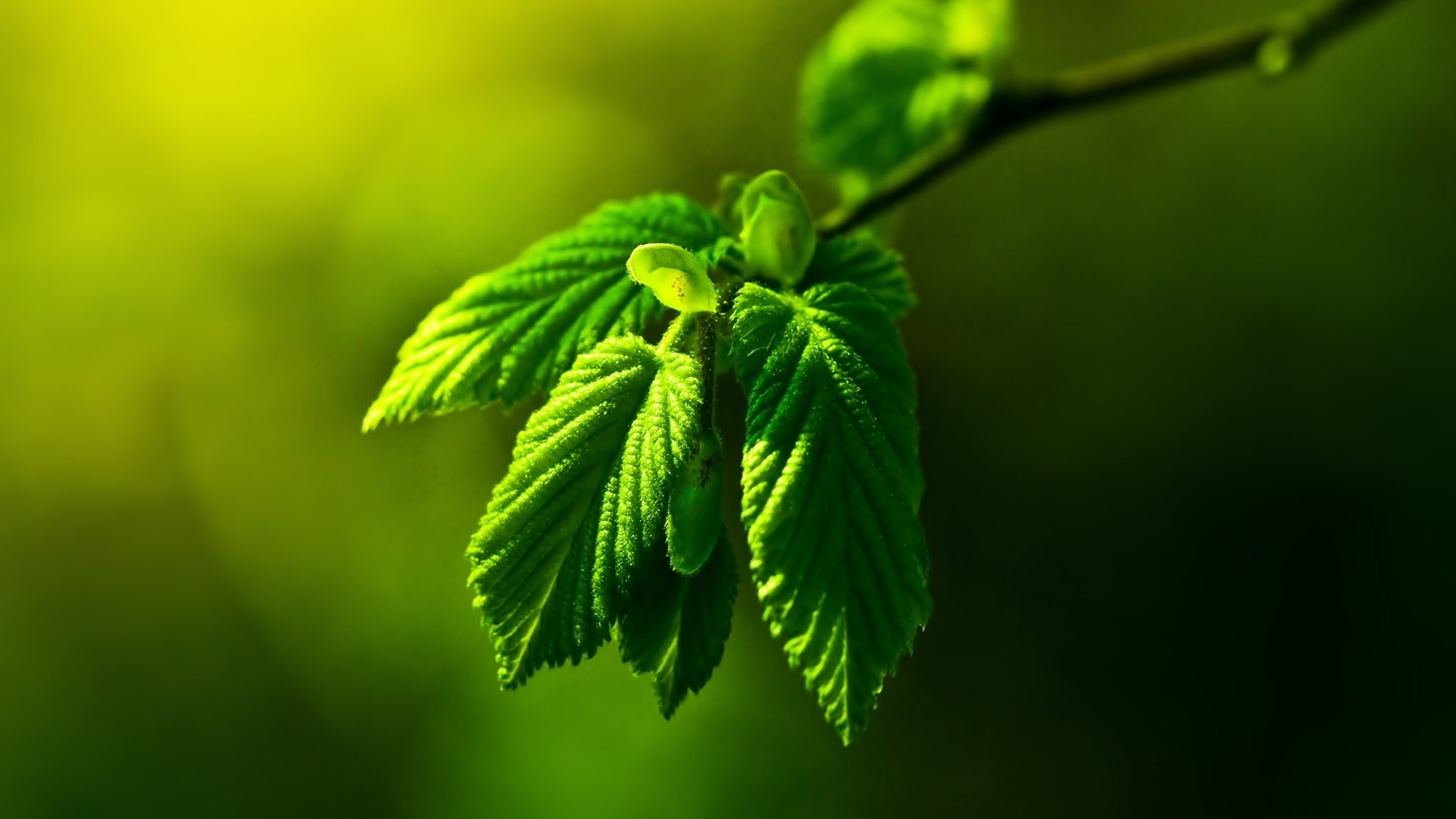 Close-up of bright green leaves on a branch HD Wallpaper