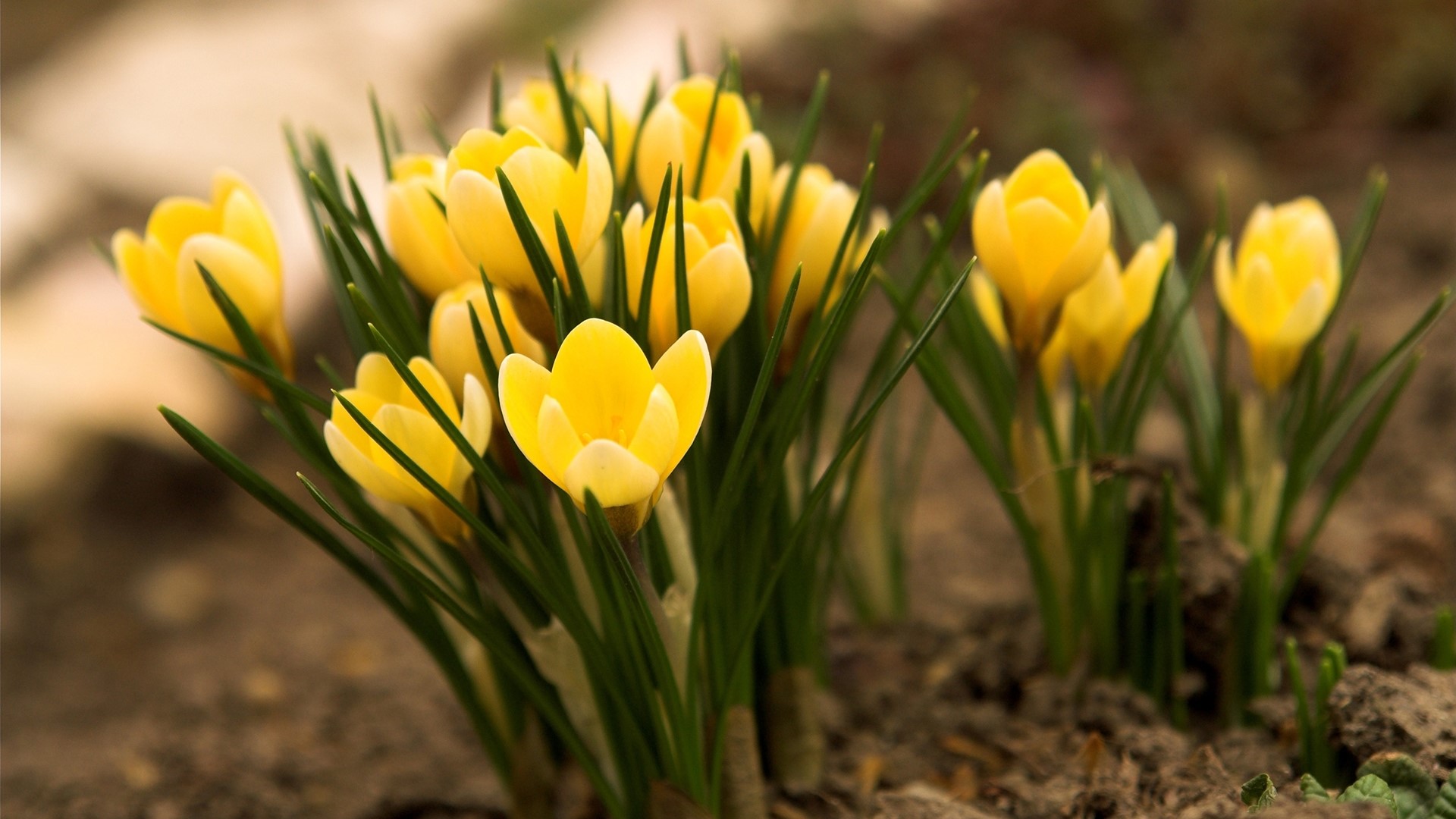 Yellow Crocuses Blooming in Soil HD Wallpaper