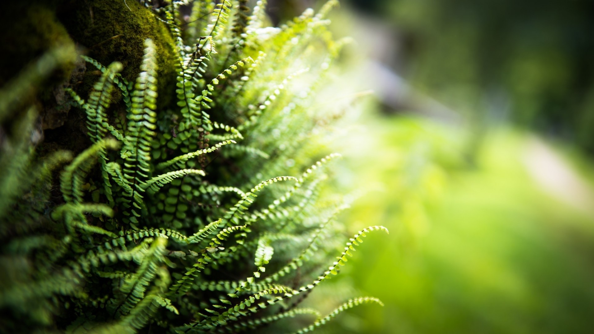 Close-up of green ferns on a mossy surface HD Wallpaper