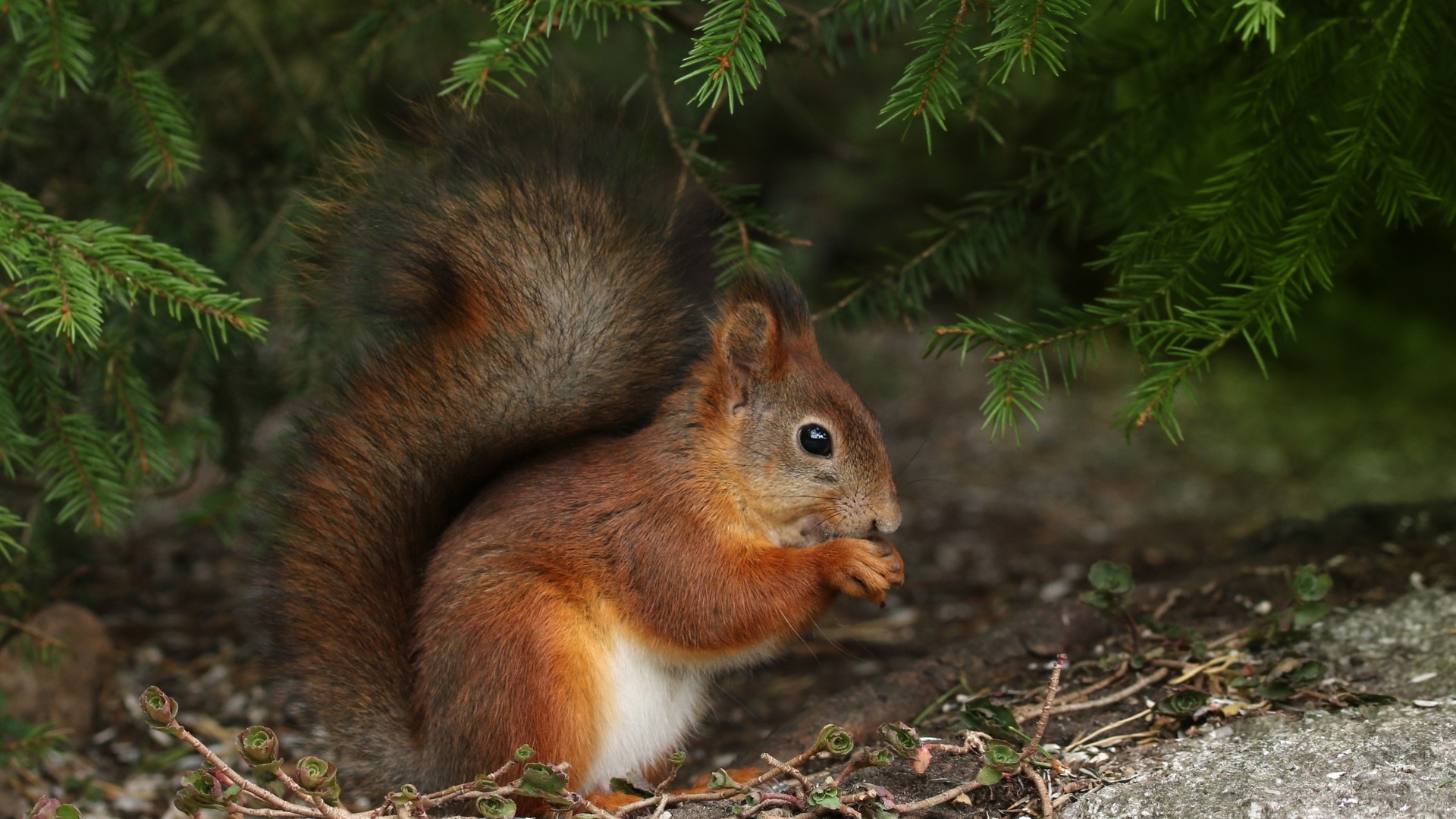 Red Squirrel Eating Under Pine Tree HD Wallpaper