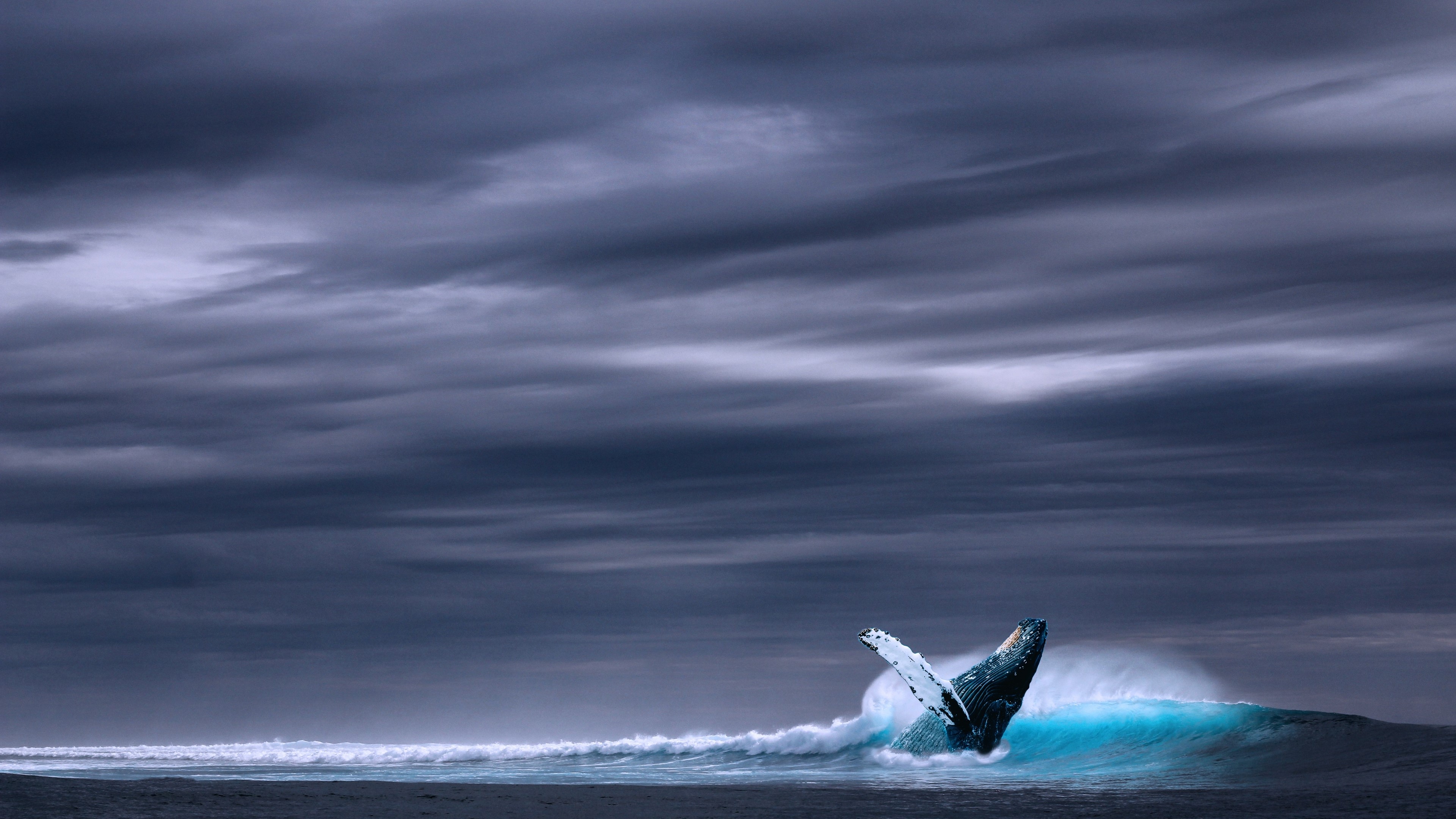 4K Whale Breaching in Ocean Wave HD Wallpaper