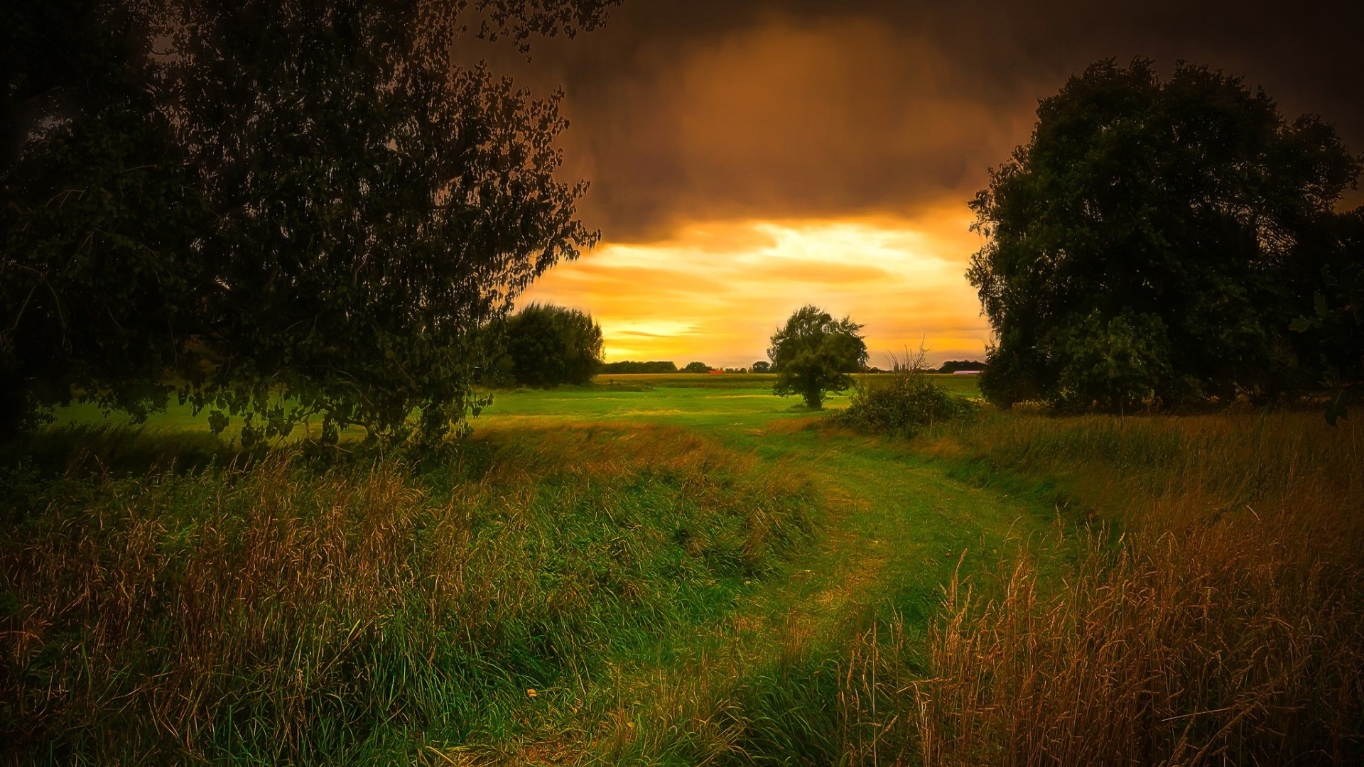 Sunset over a grassy field with trees HD Wallpaper